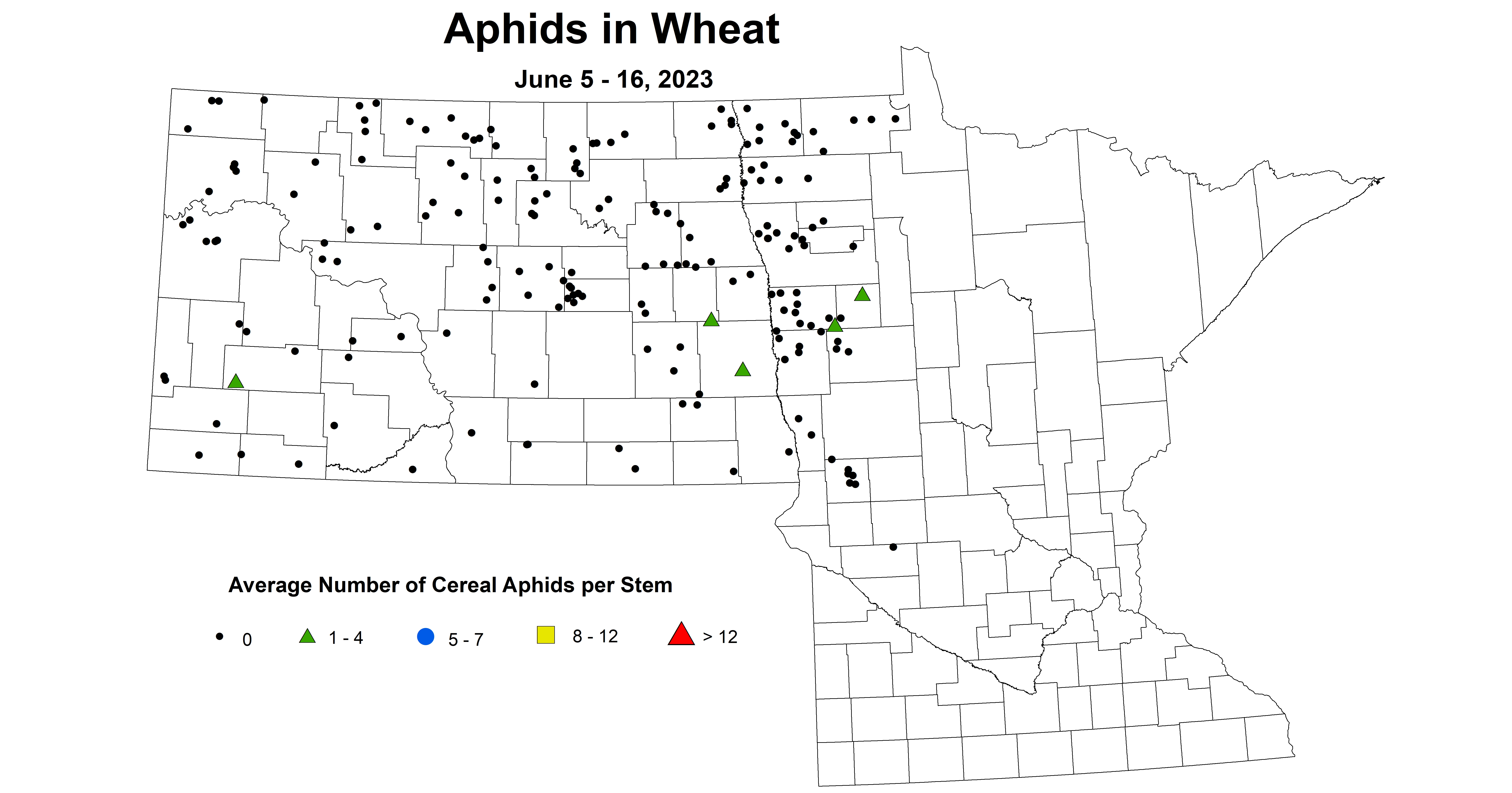 wheat aphids June 5-16 2023