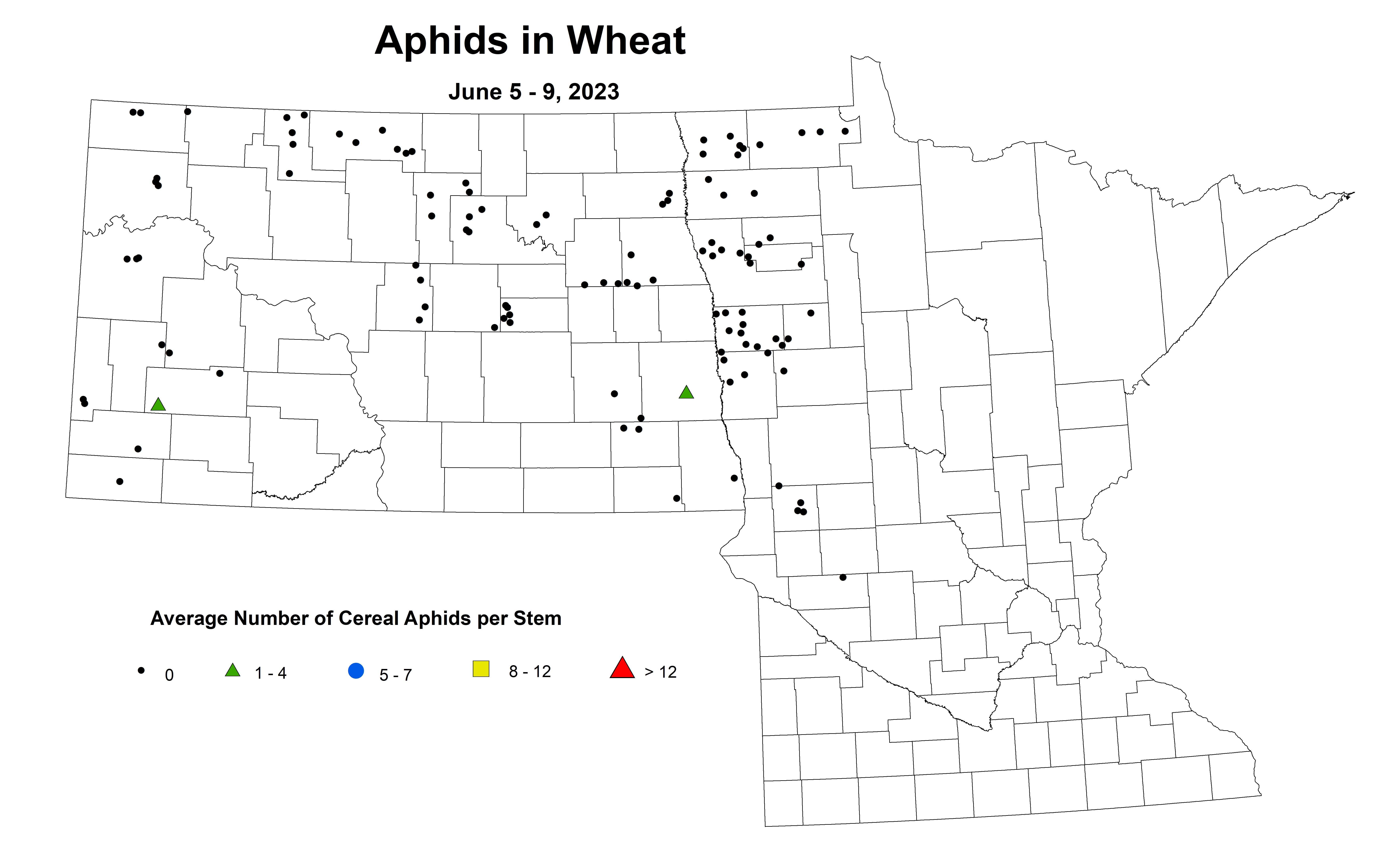 wheat aphids June 5-9 2023