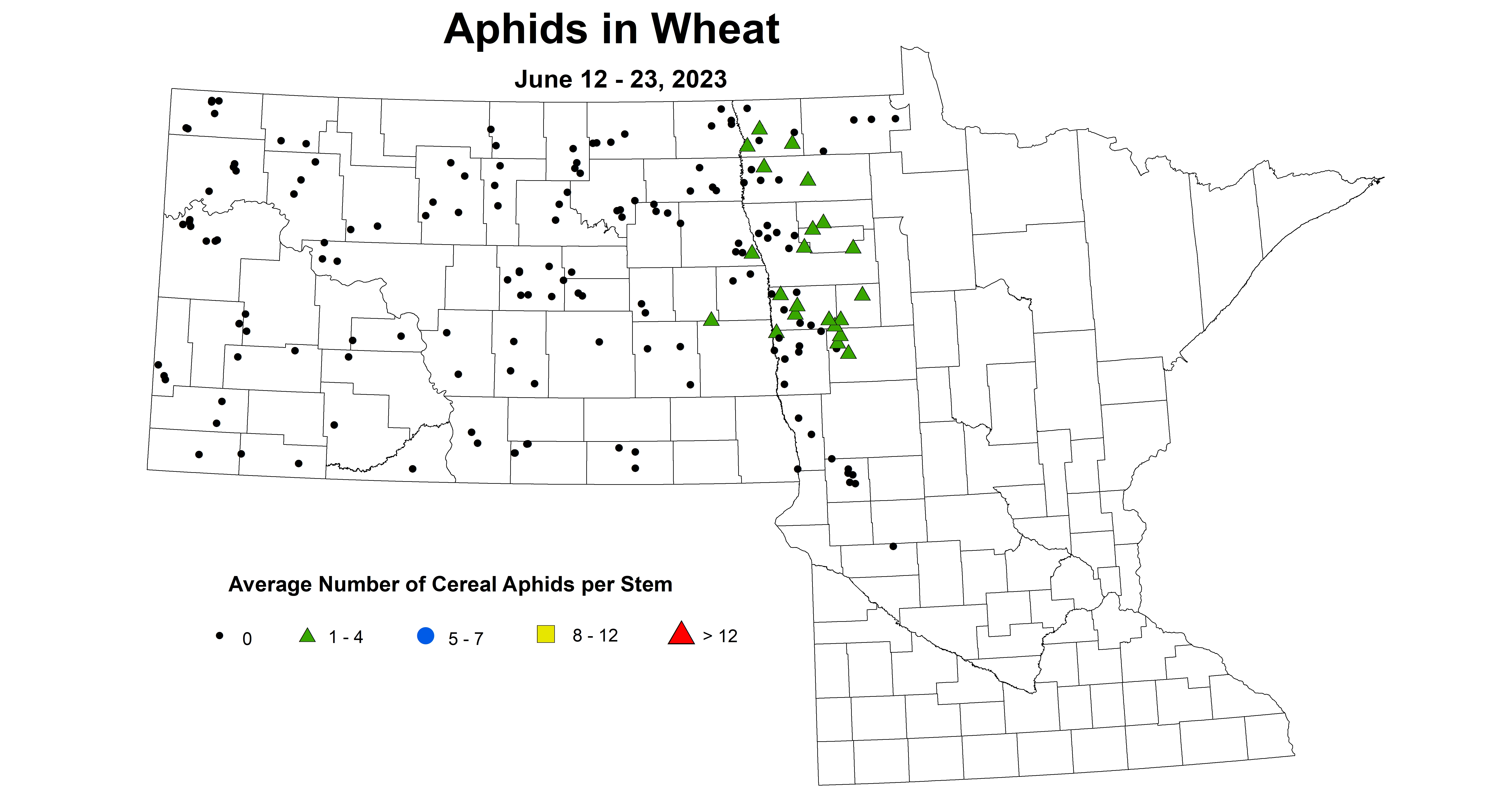 wheat average number of aphids June 12-23 2023 updated