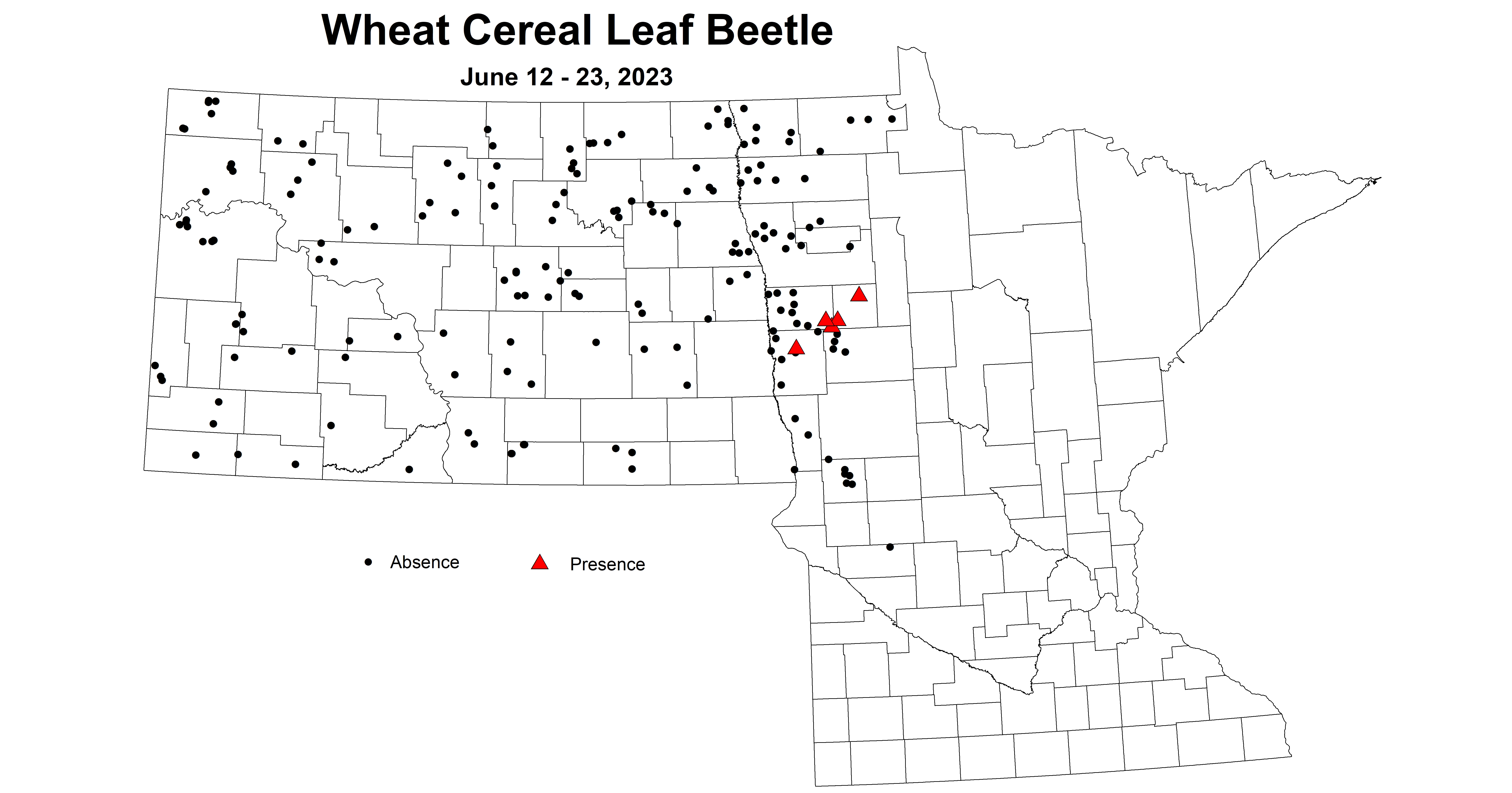 wheat cereal leaf beetle June 12-23 2023 updated