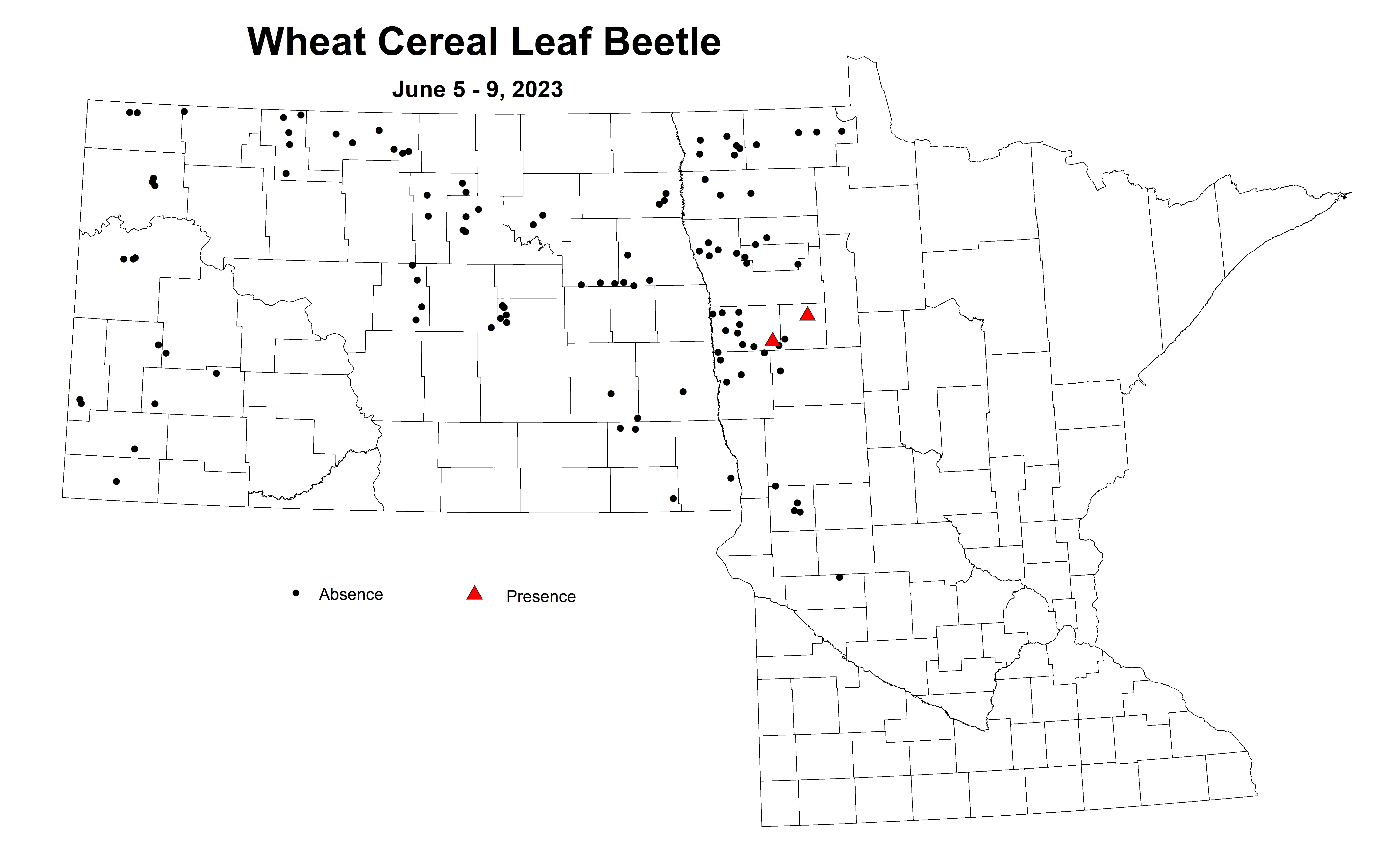 wheat cereal leaf beetle June 5-9 2023