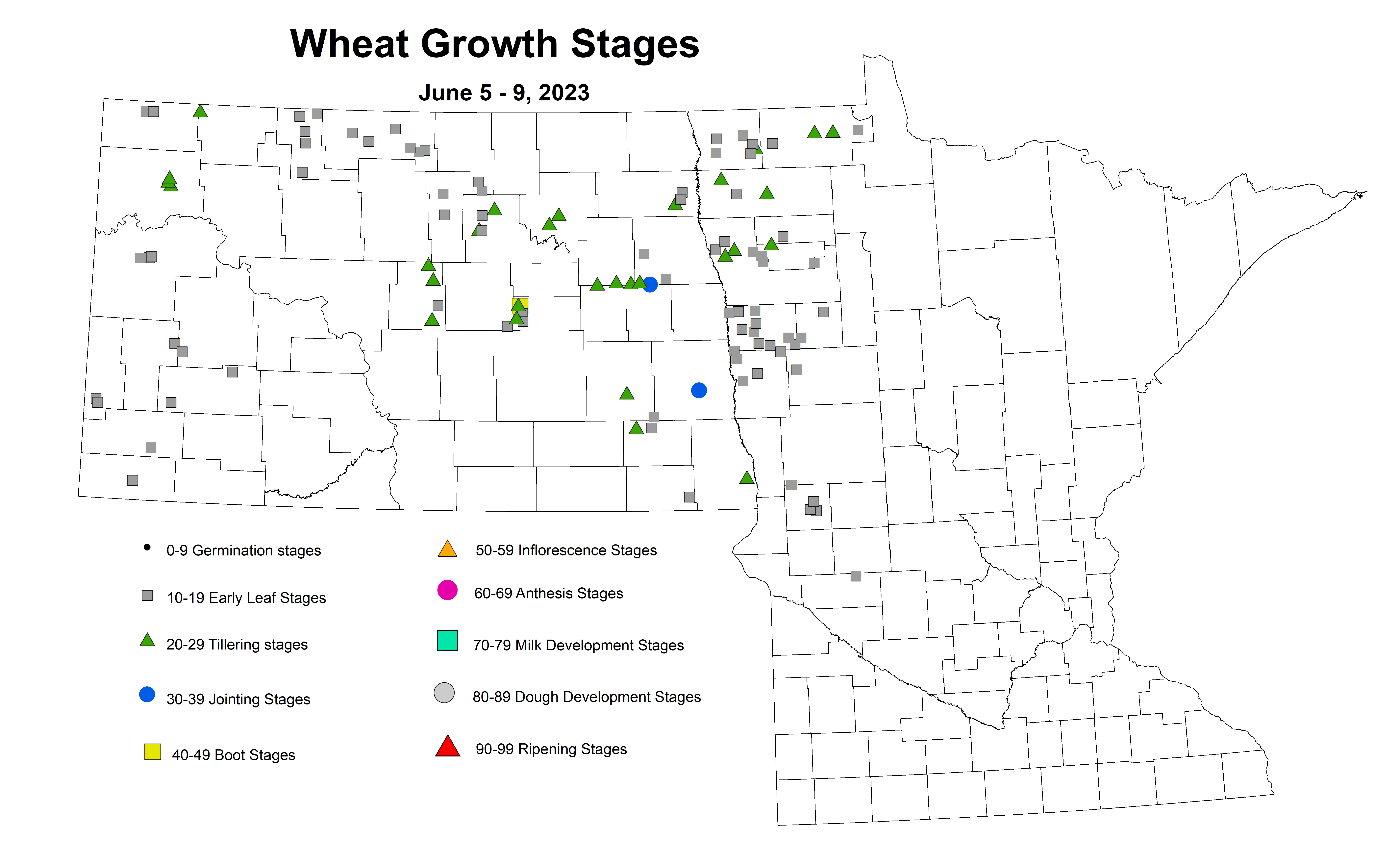 wheat growth stages June 5-9 2023