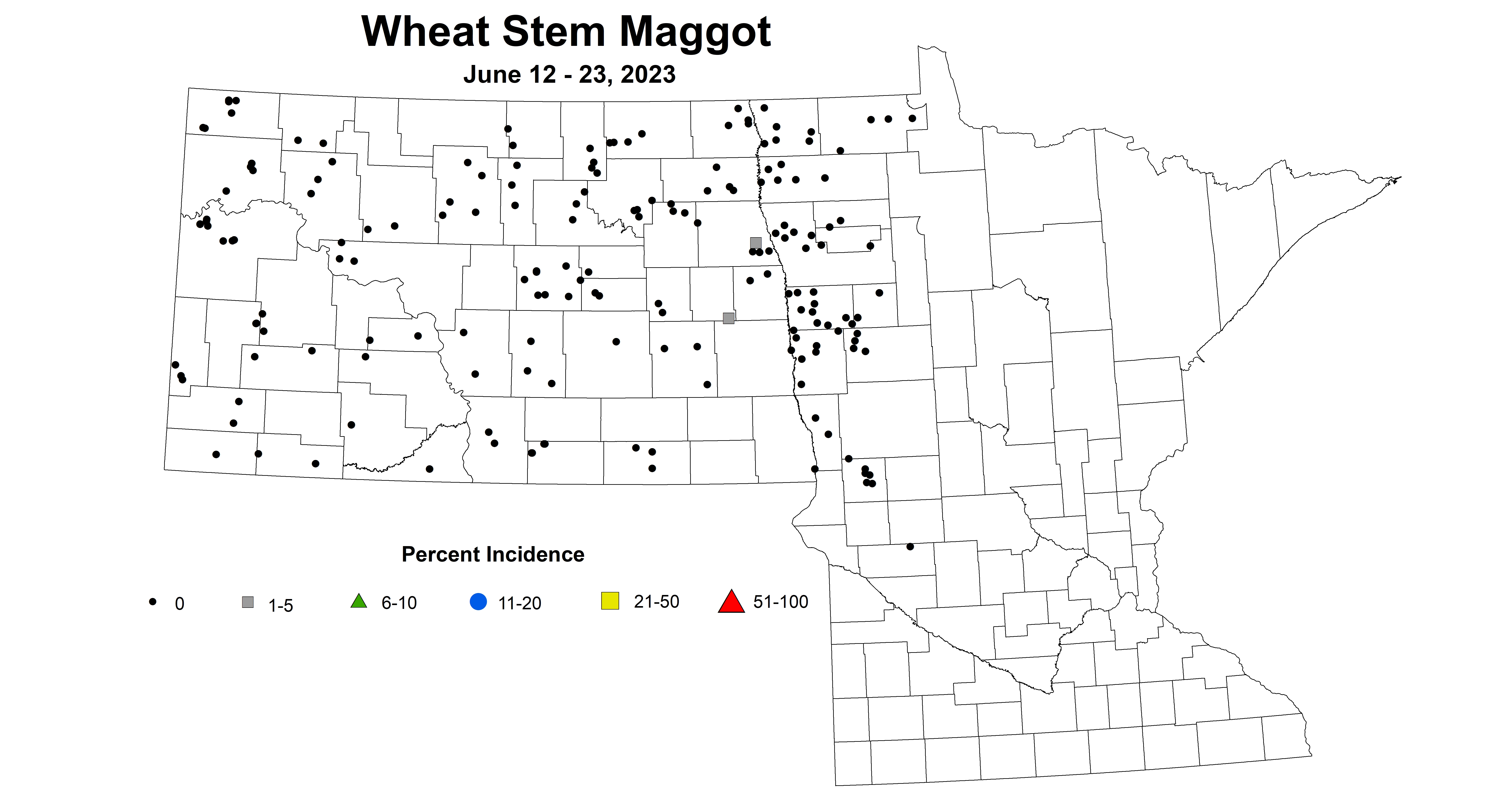wheat maggot June 12-23 2023 updated