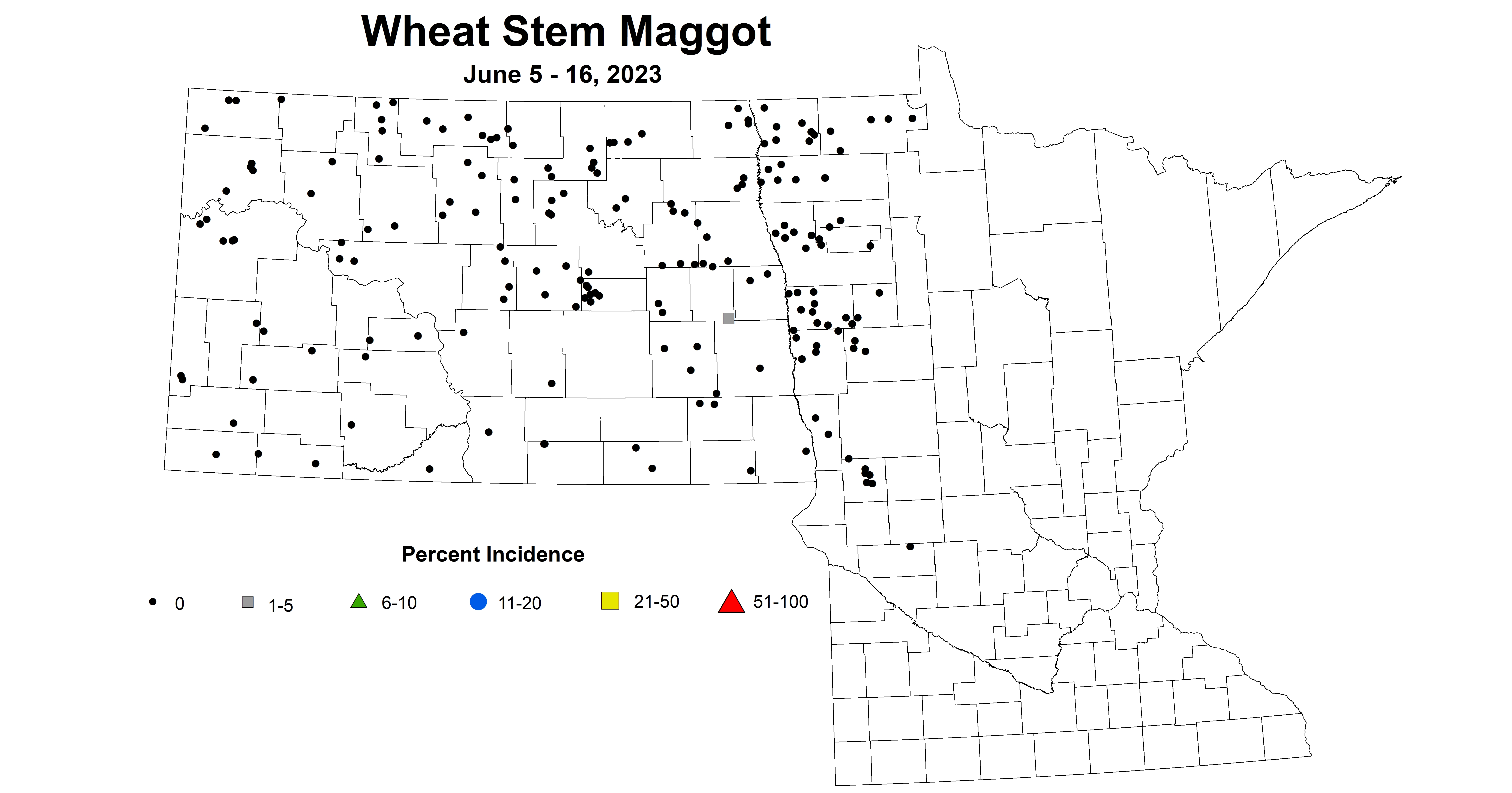 wheat maggot June 5-16 2023