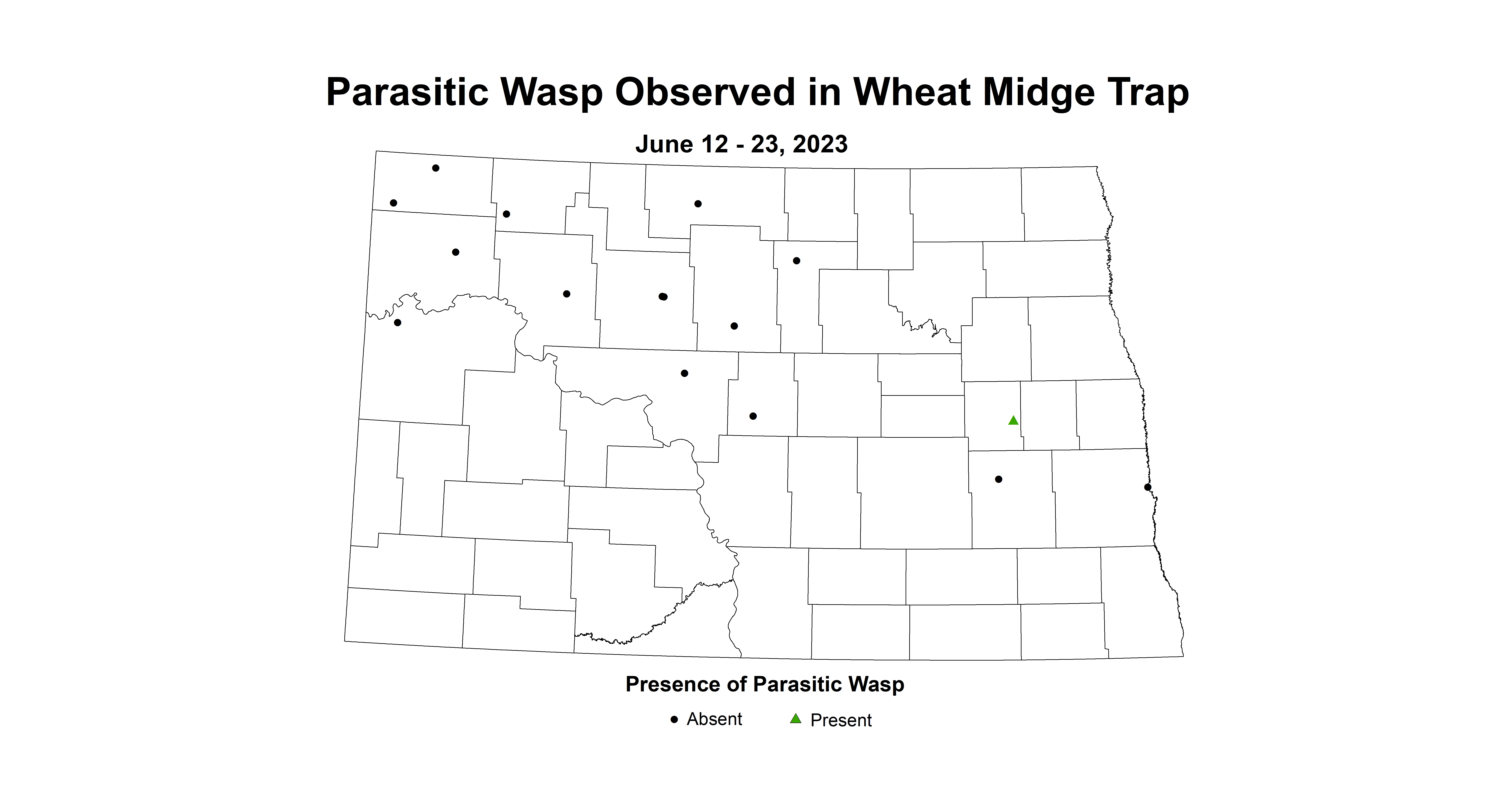 wheat midge trap parasitic wasp June 12-23 2023