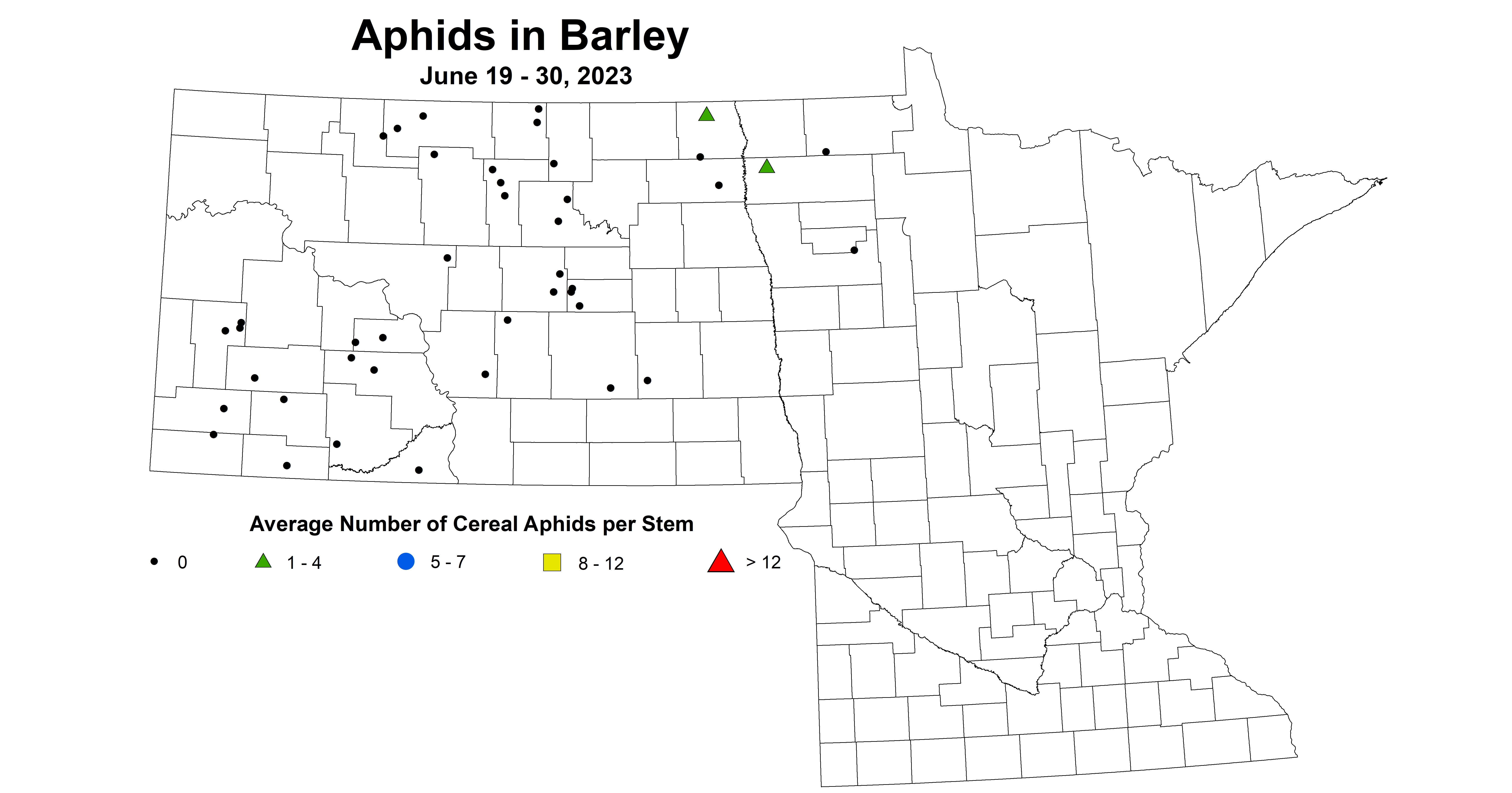 barley aphids June 19-30 2023