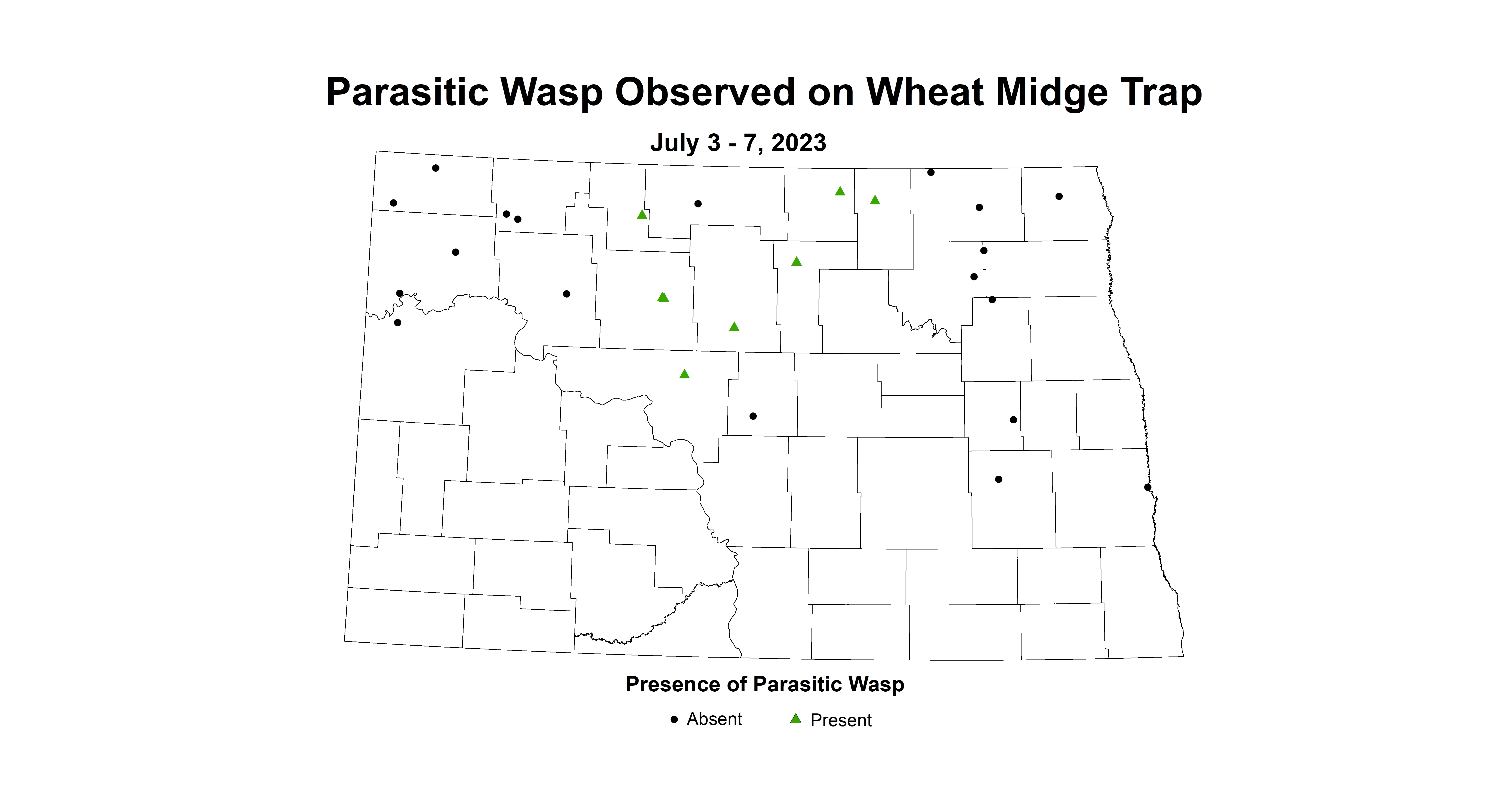 parasitic wasp on wheat midge trap July 3-7 2023