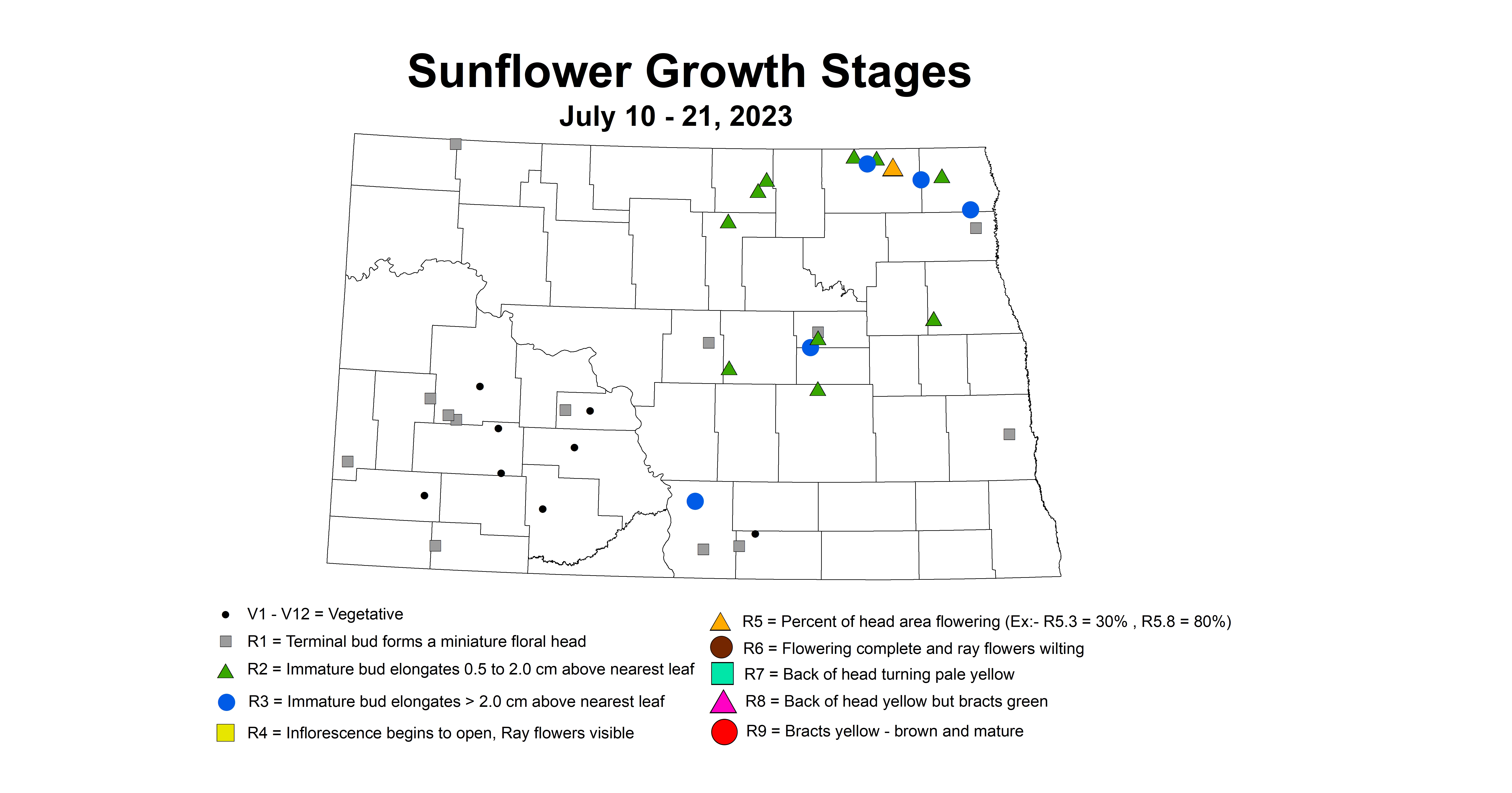 sunflower growth stages July 10-21 2023