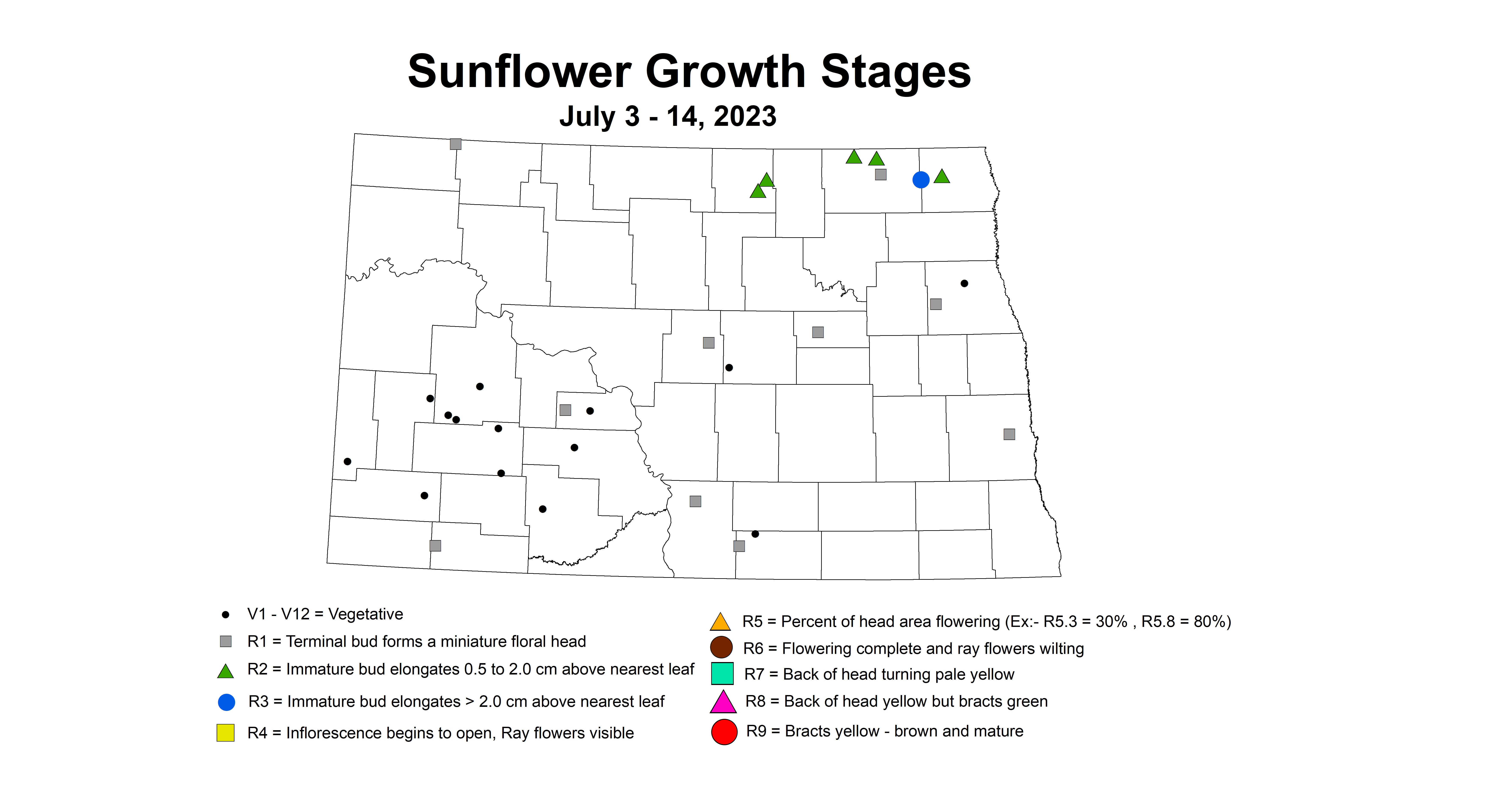 sunflower growth stages July 3-14 2023