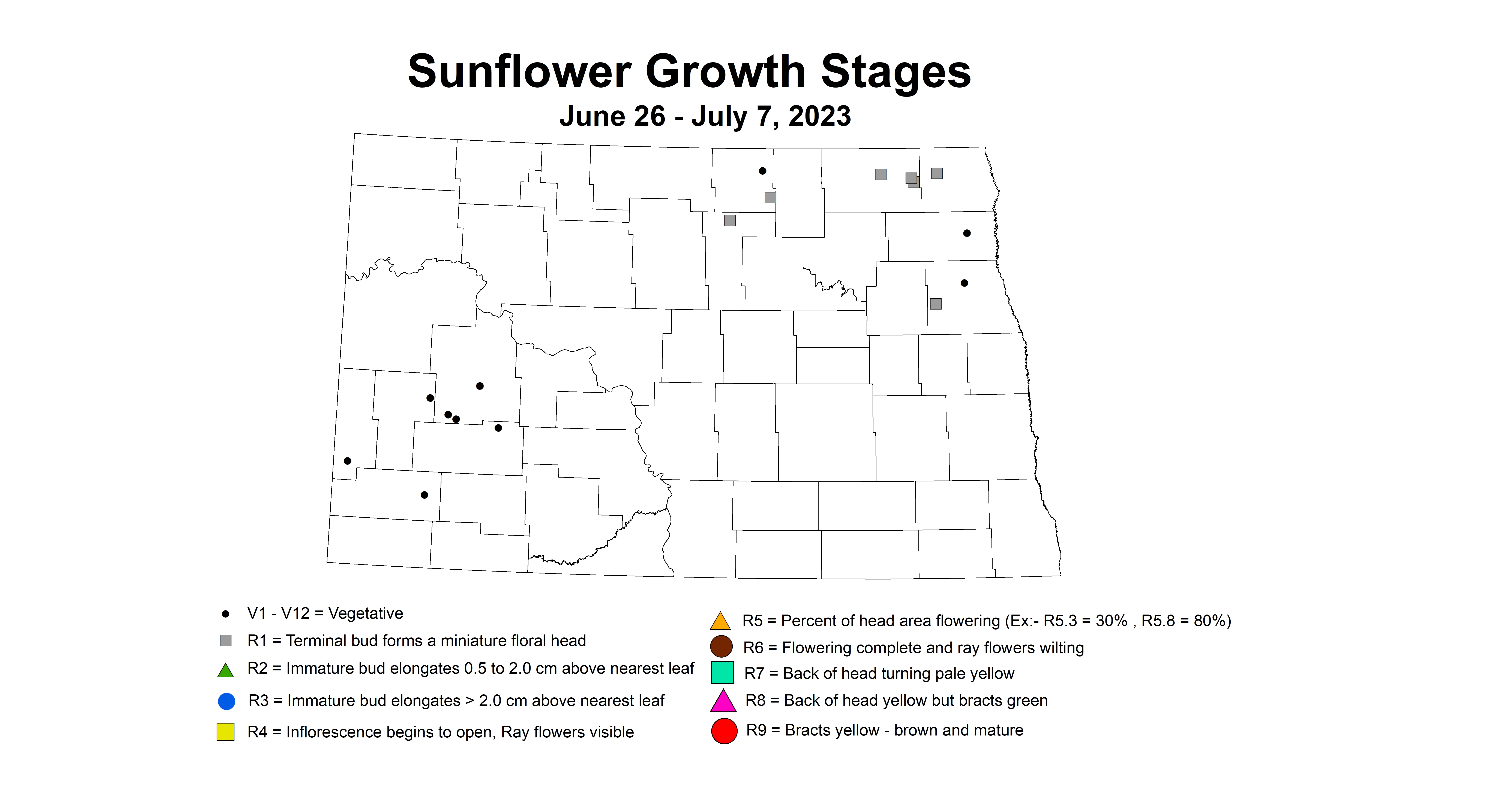 sunflower growth stages June 26 - July 7 2023