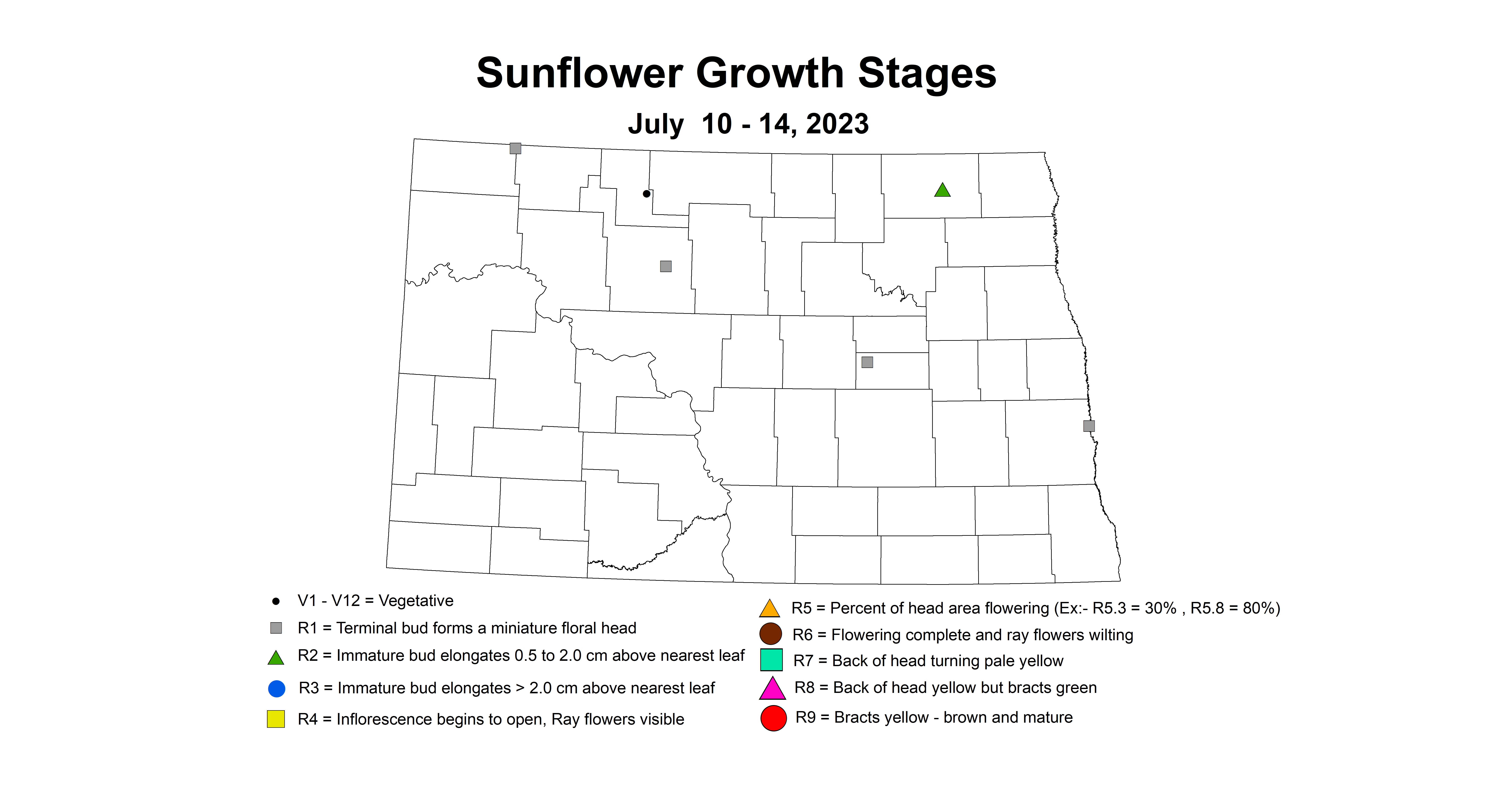 sunflower insect trap growth stages July 10-14 2023