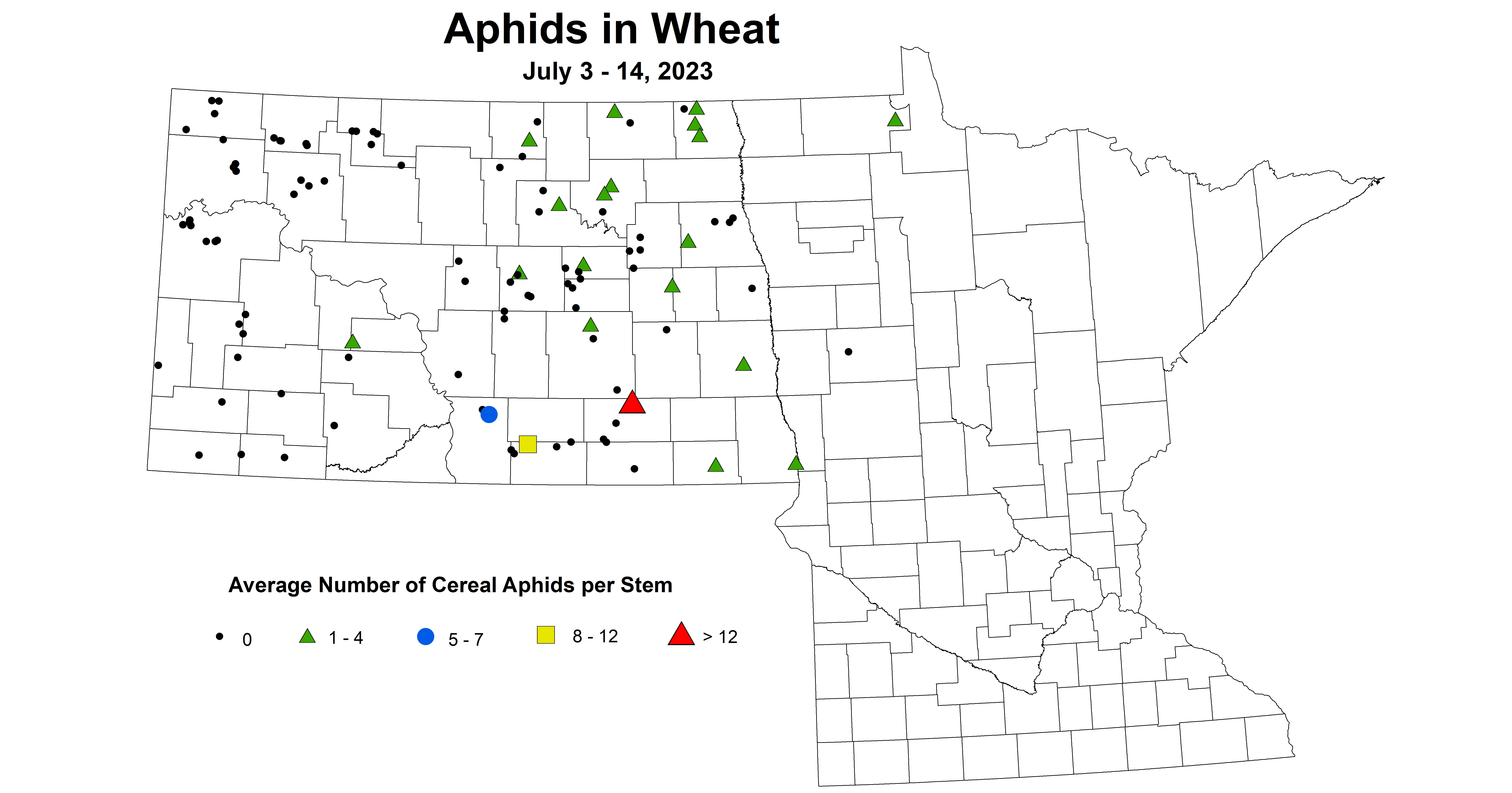 wheat aphids July 3-14 2023