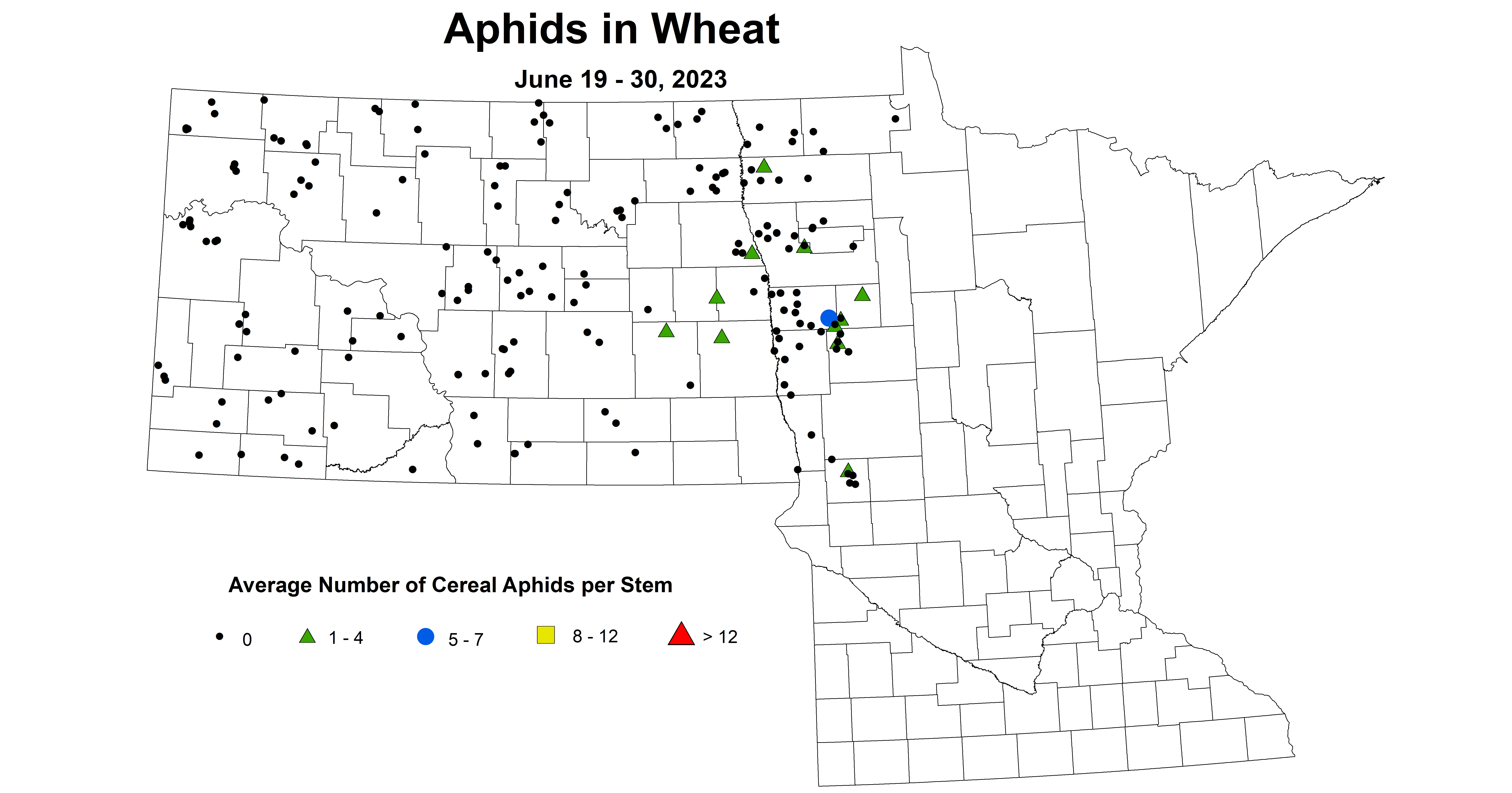 wheat aphids June 19-30 2023