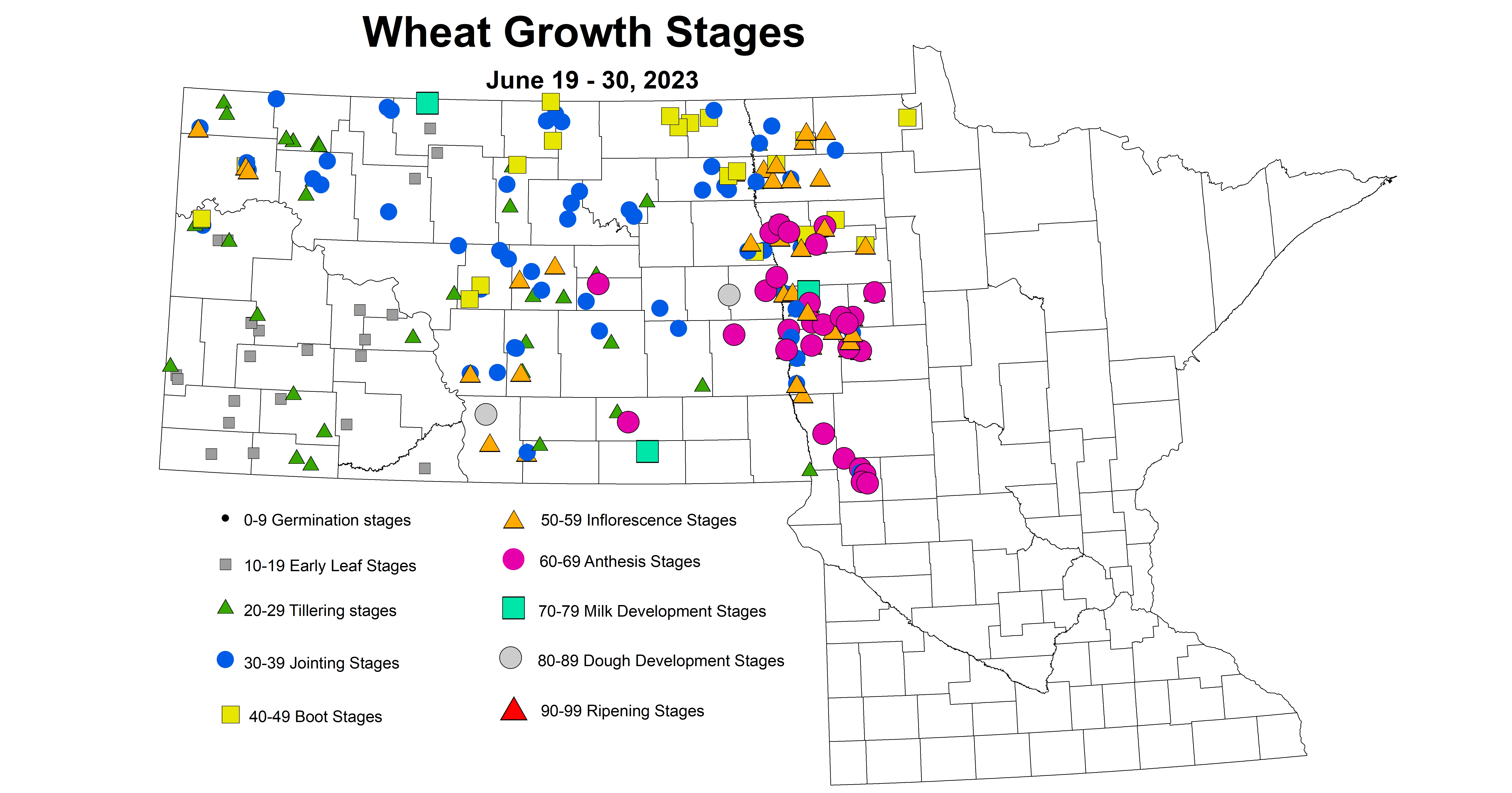 wheat growth stages June 19-30 2023