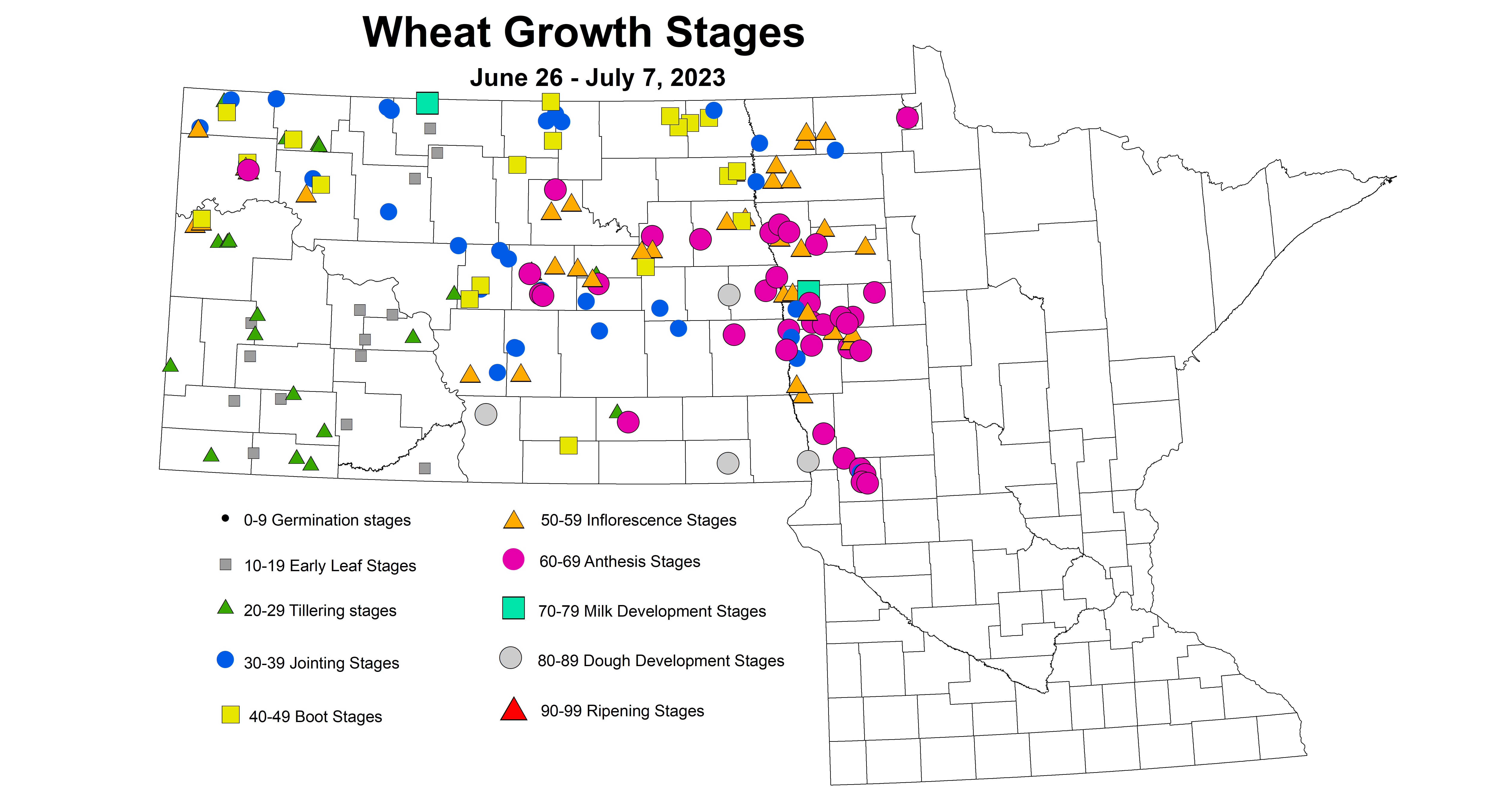 wheat growth stages June 26 - July 7 2023
