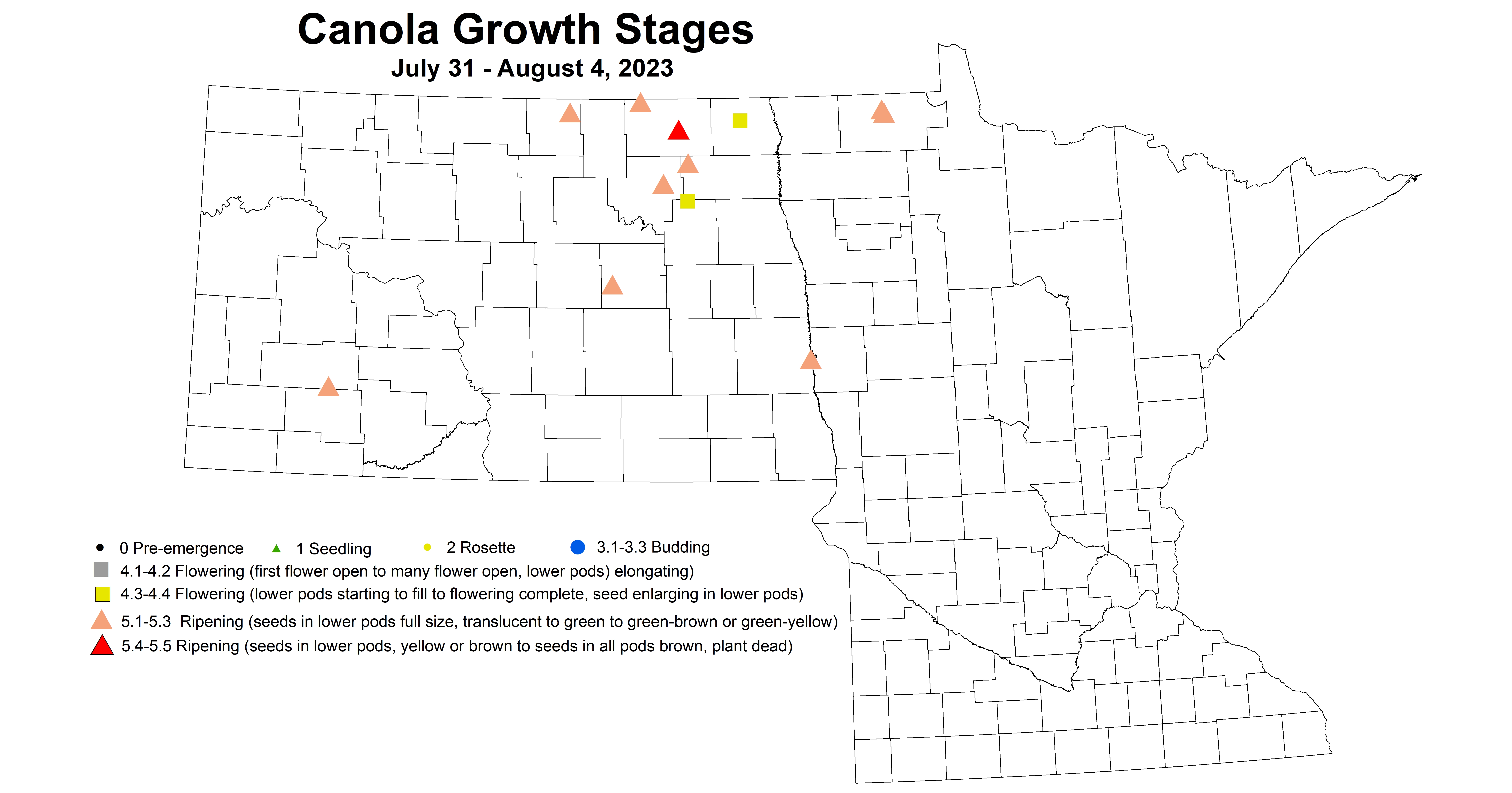 canola growth stages 7.31-8.4 2023