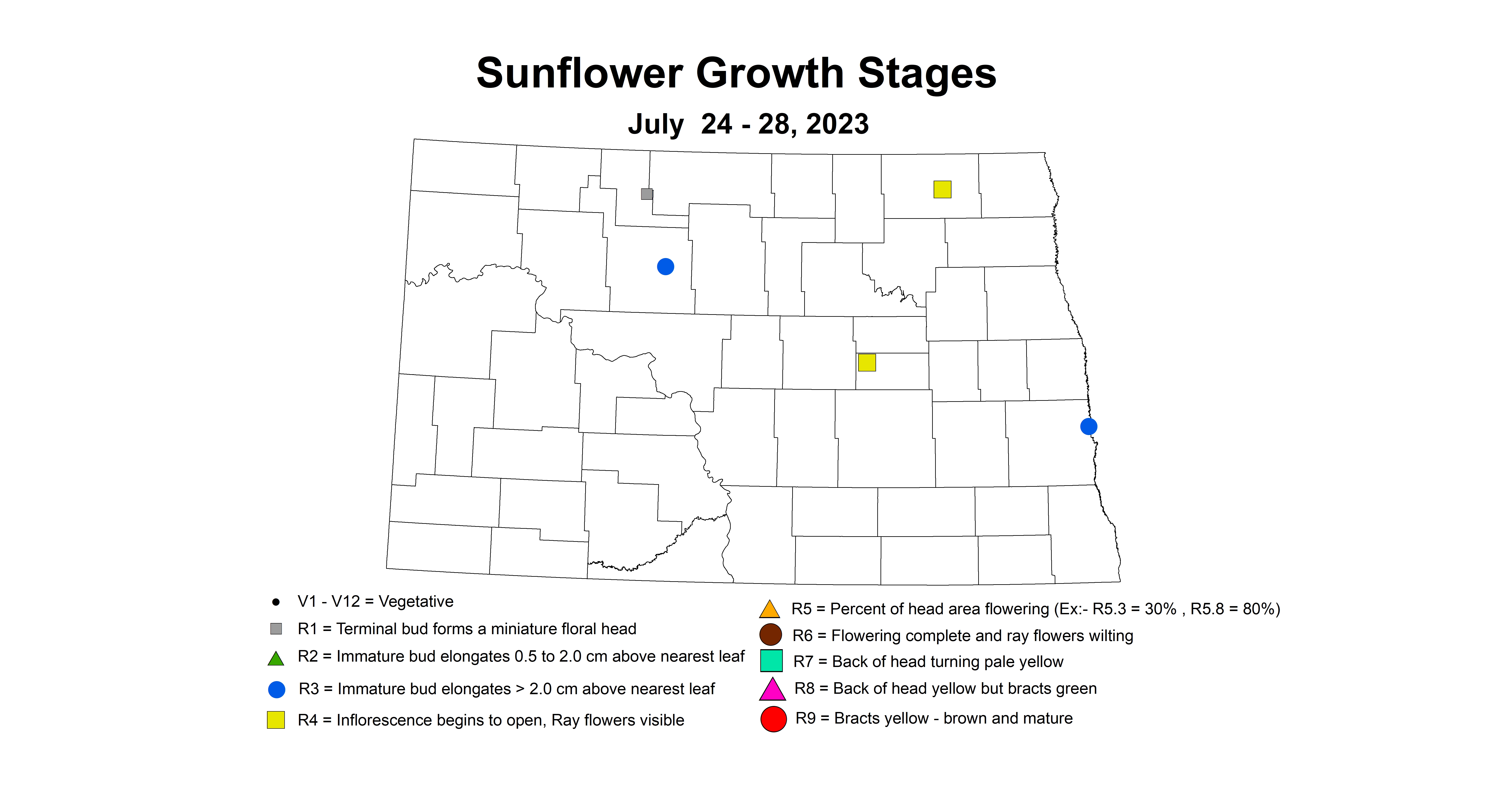 sunflower insecttrap growth stages July 24-28 2023