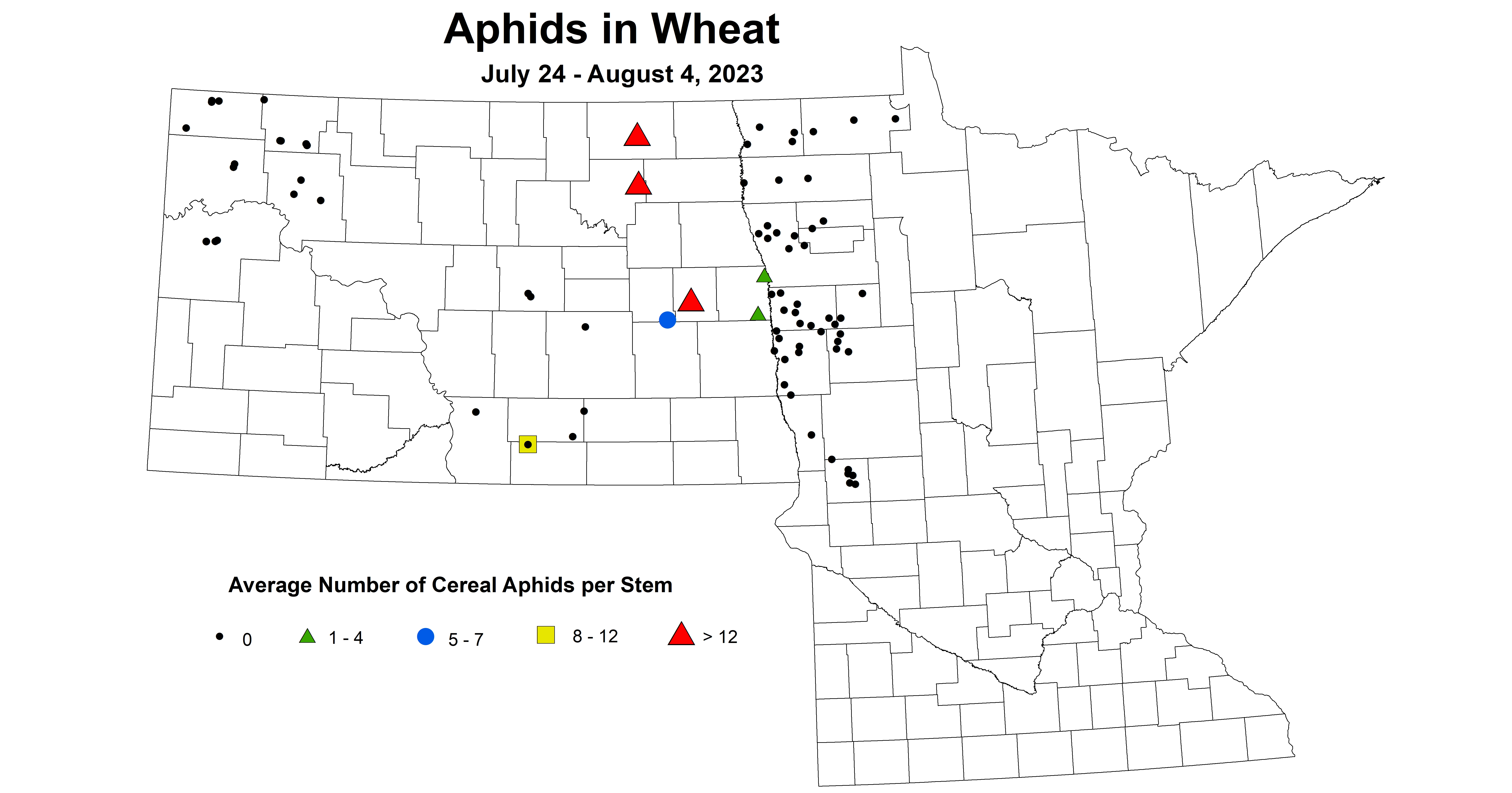 wheat aphids 7.24-8.4 2023