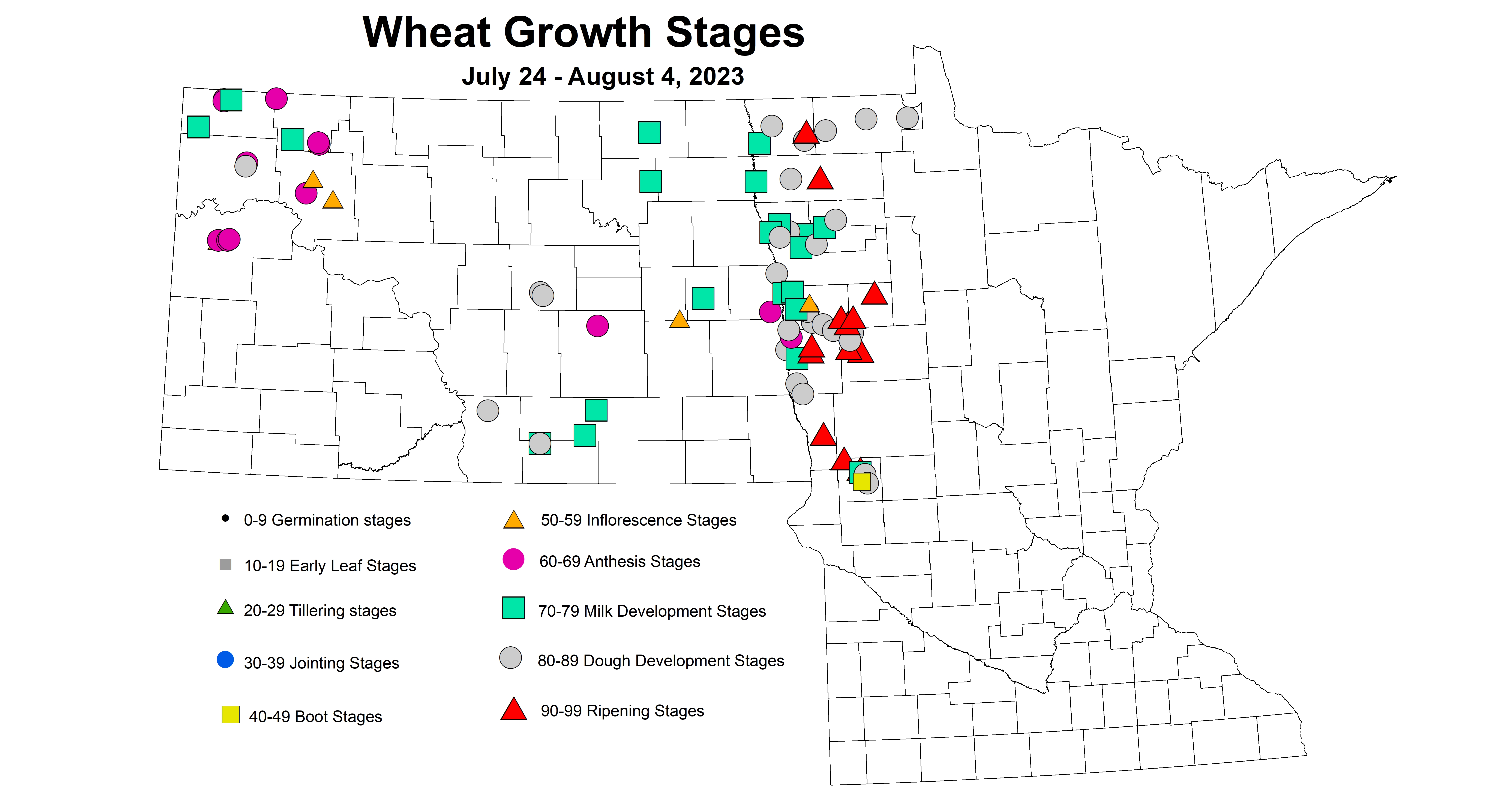 wheat growth stages 7.24-8.4 2023