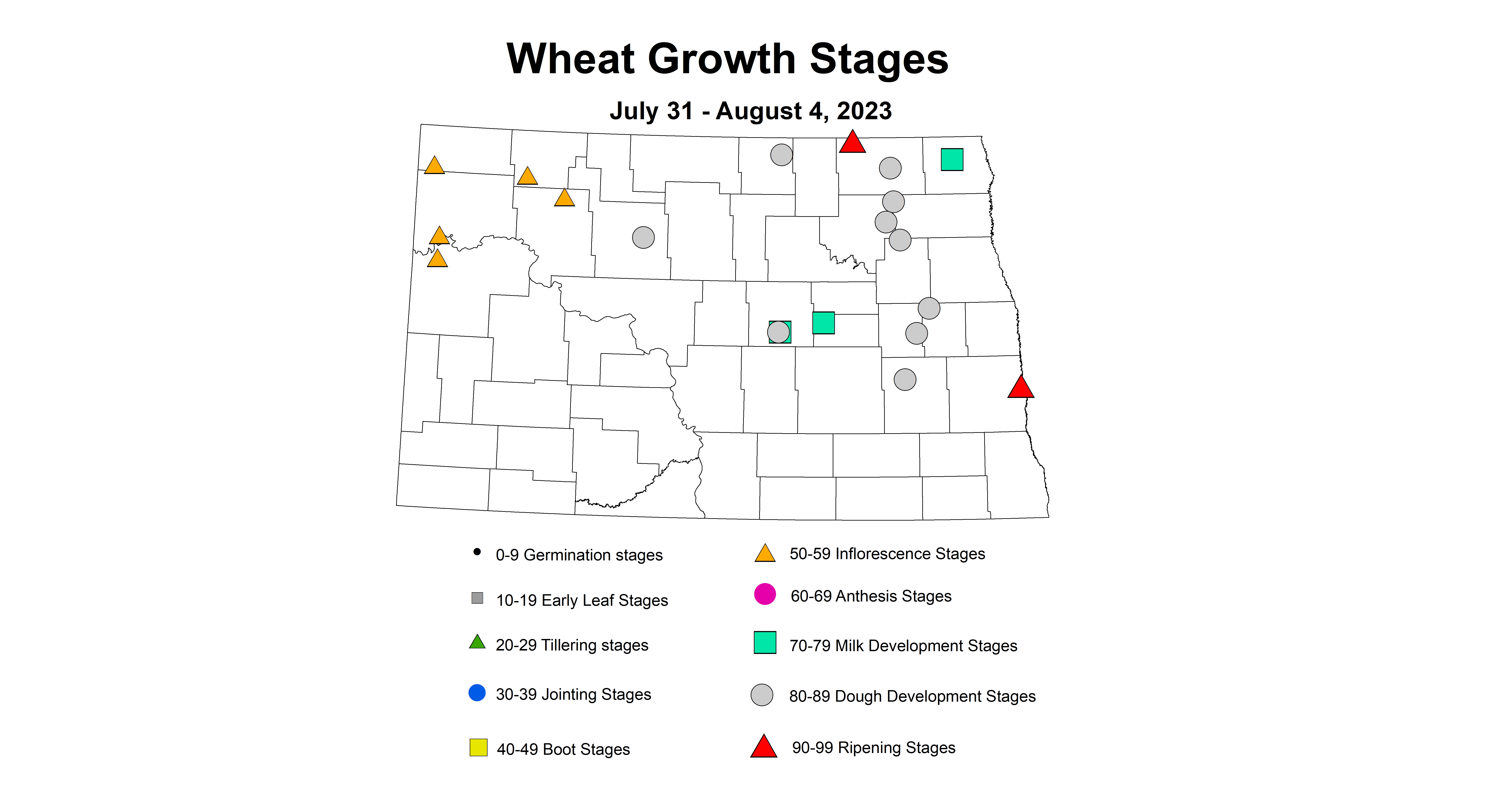 wheat insecttrap wheat growth stages 7.31-8.4 2023