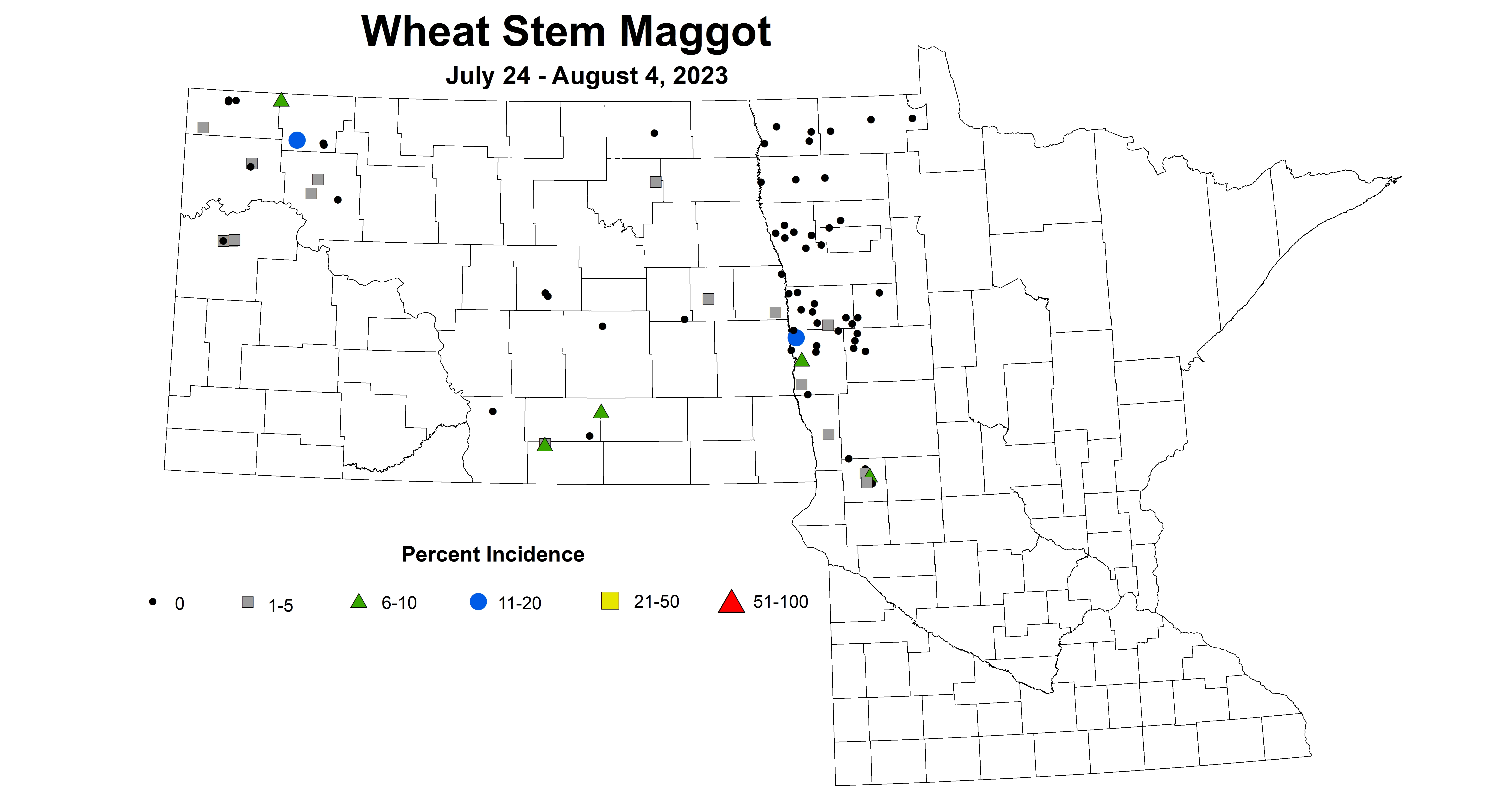 wheat maggot 7.24-8.4 2023