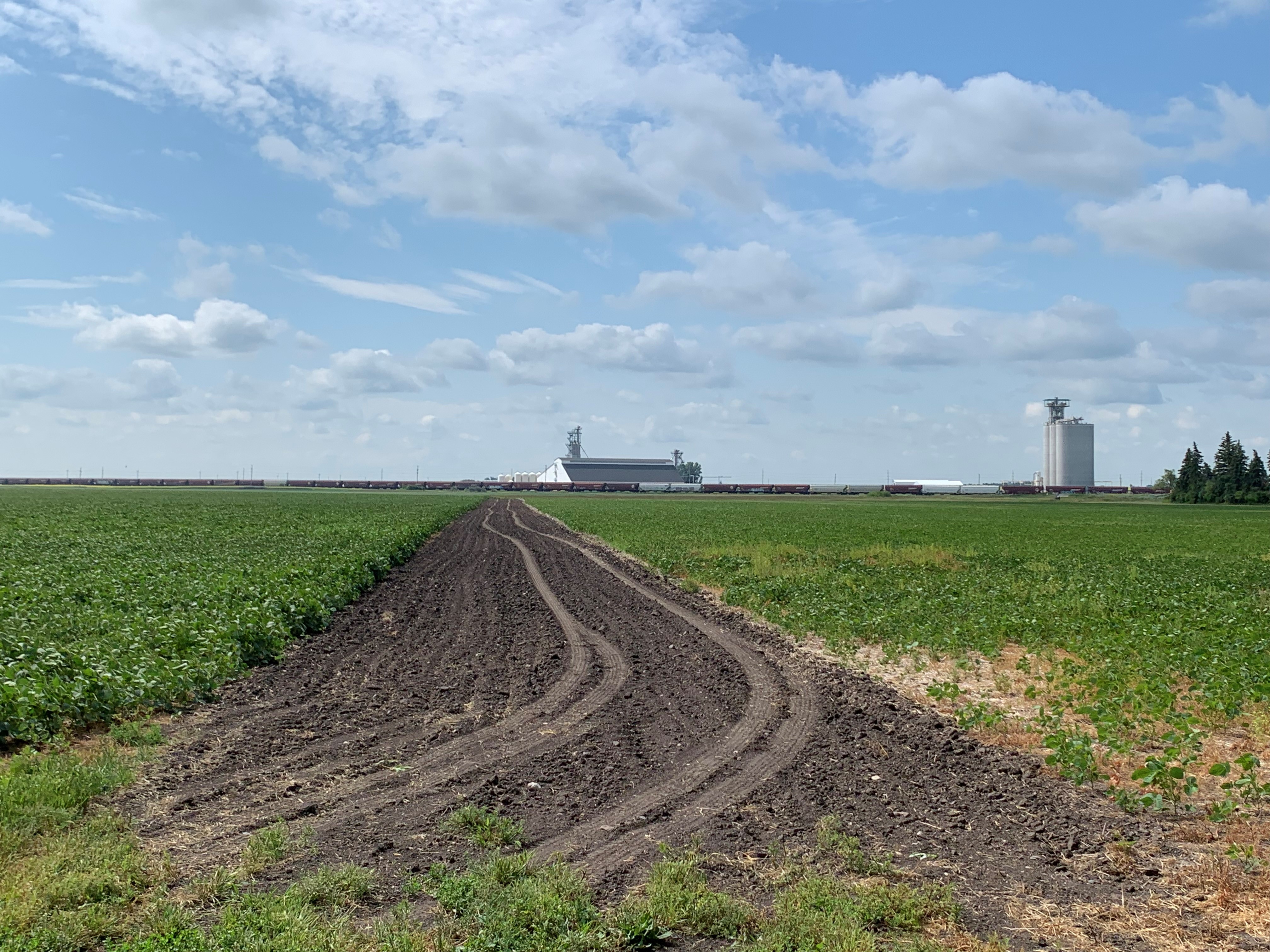 The Langdon Research Extension Center conventional-till versus no-till demonstration site on July 19, 2023.