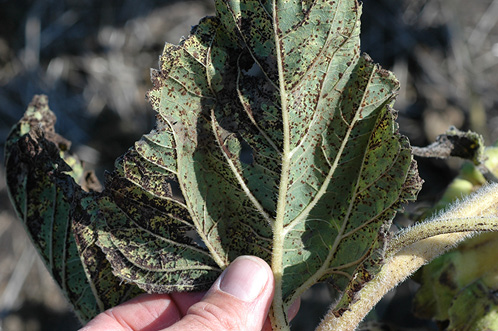 Sunflower Production Guide | NDSU Agriculture