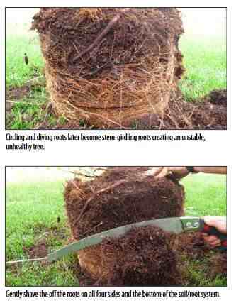 Circling roots must be shaved off.