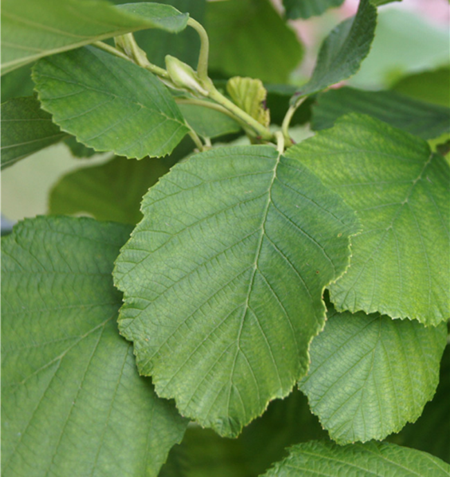 Prairie Horizon Manchurian Alder