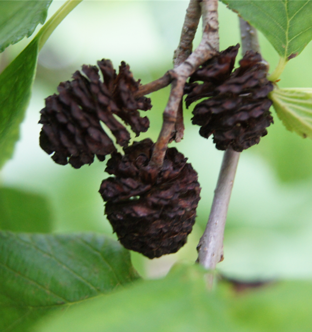 Prairie Horizon Manchurian Alder