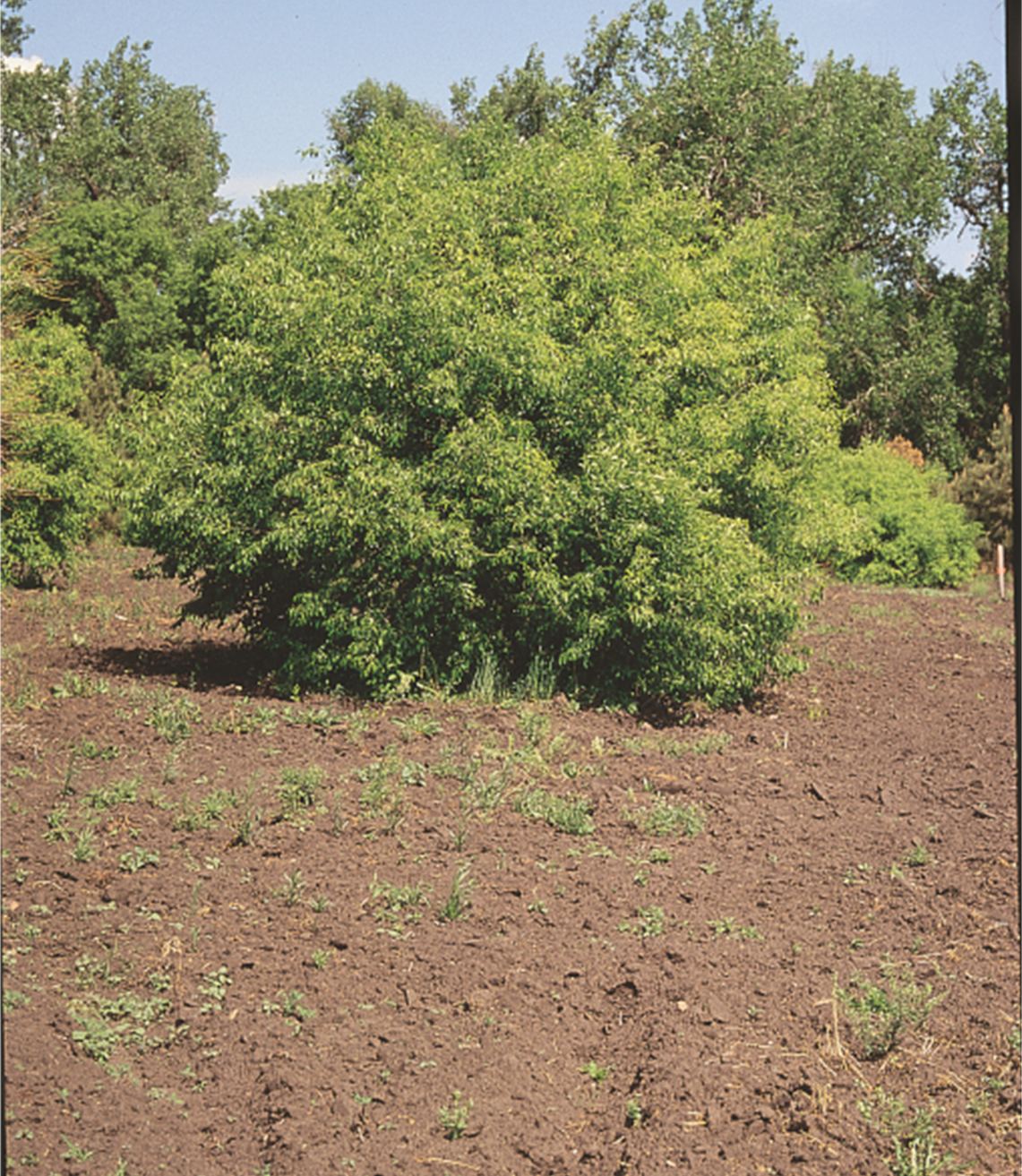 Winterberry Euonymus