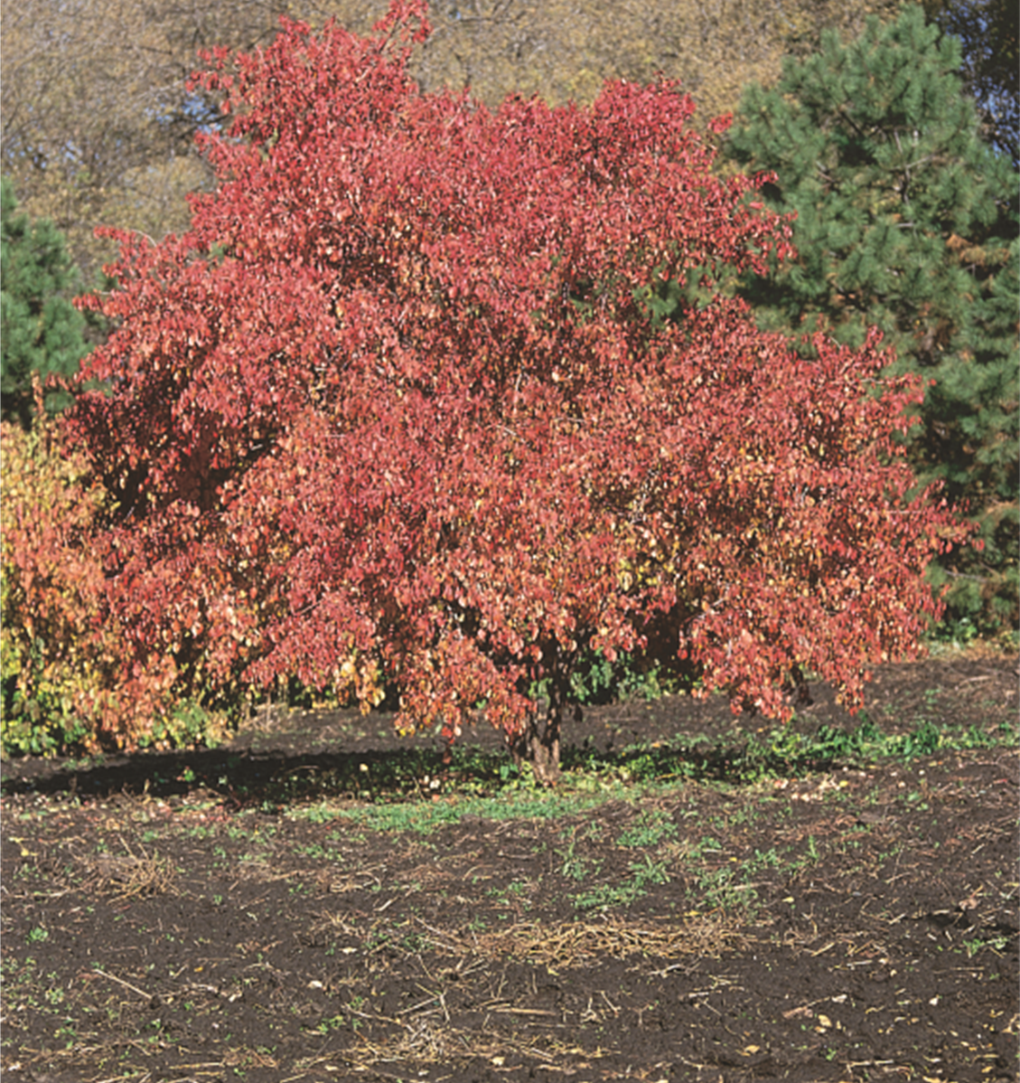 Winterberry Euonymus