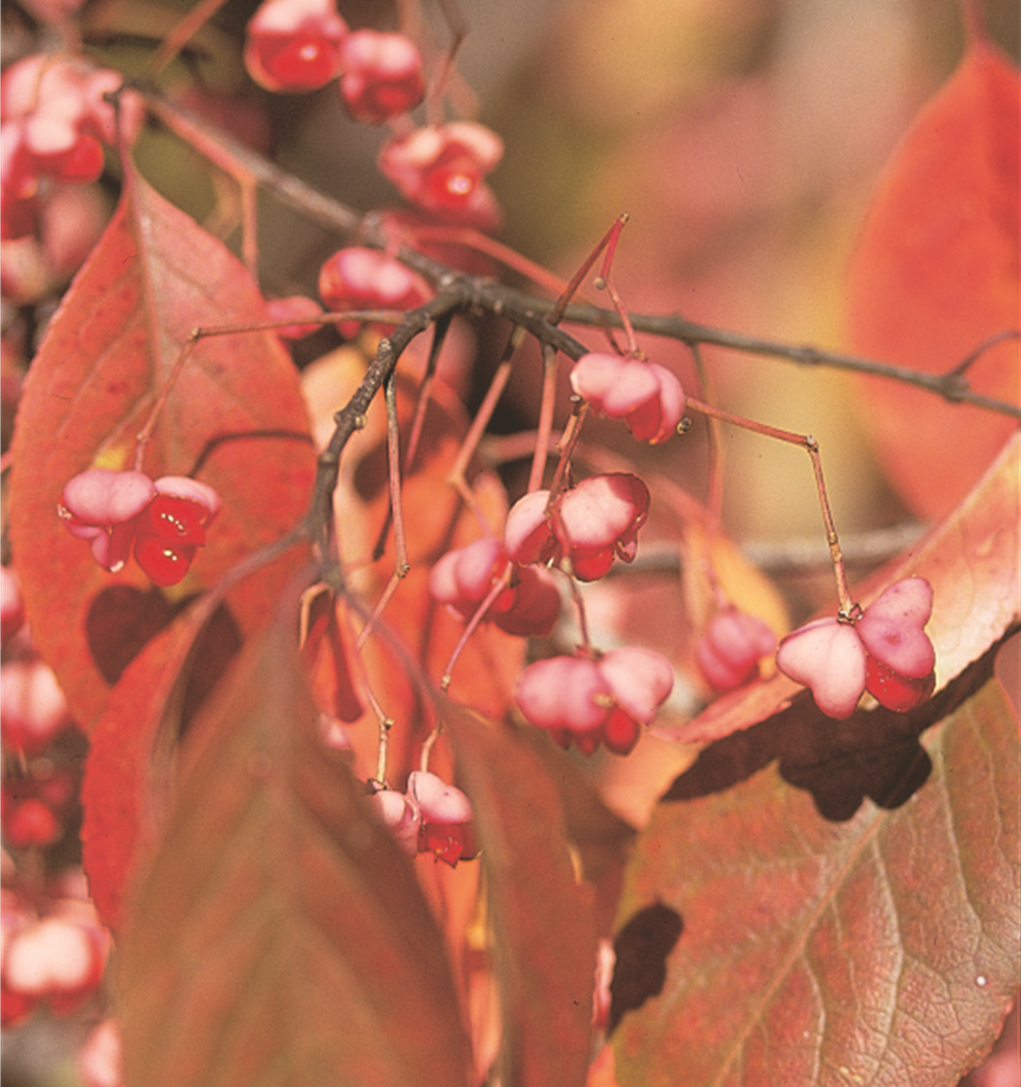Winterberry Euonymus