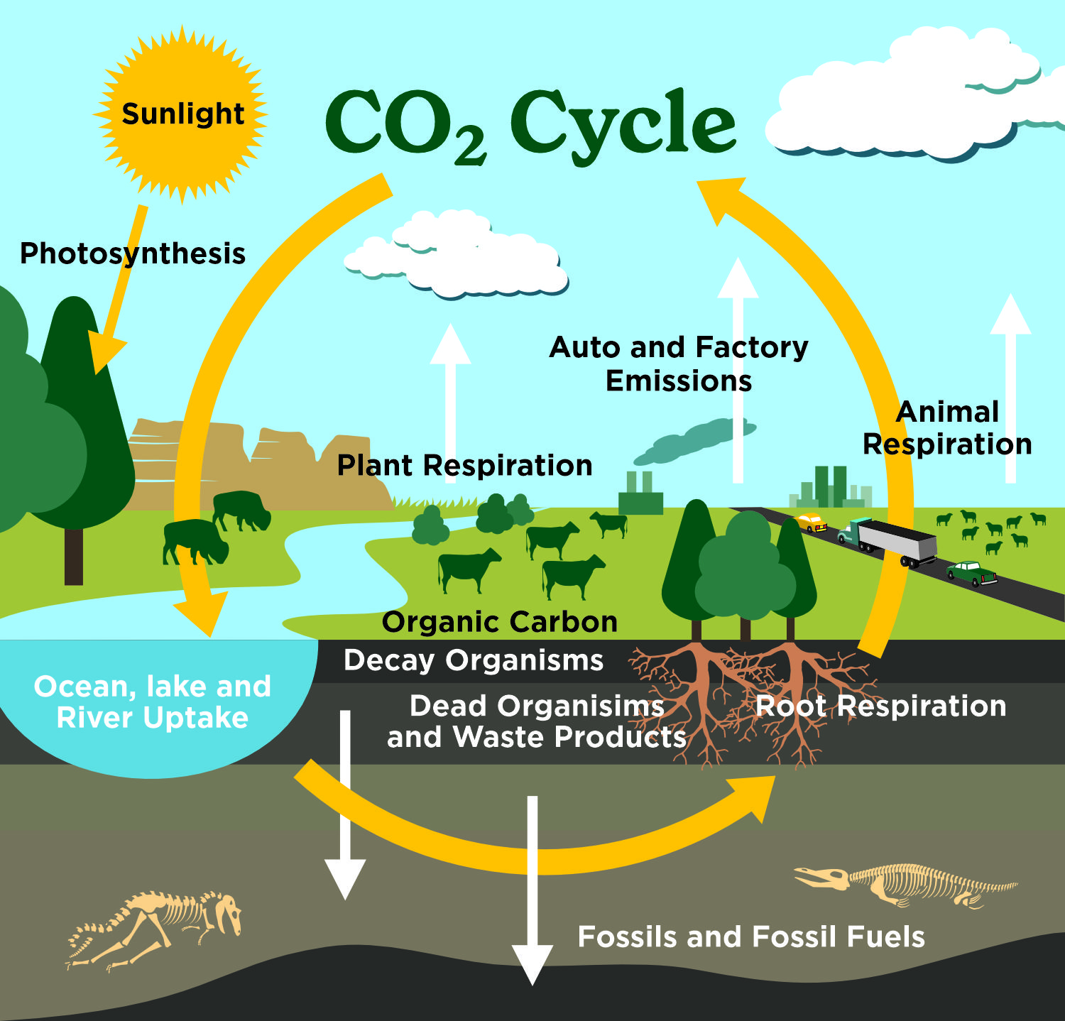 Carbon cycle