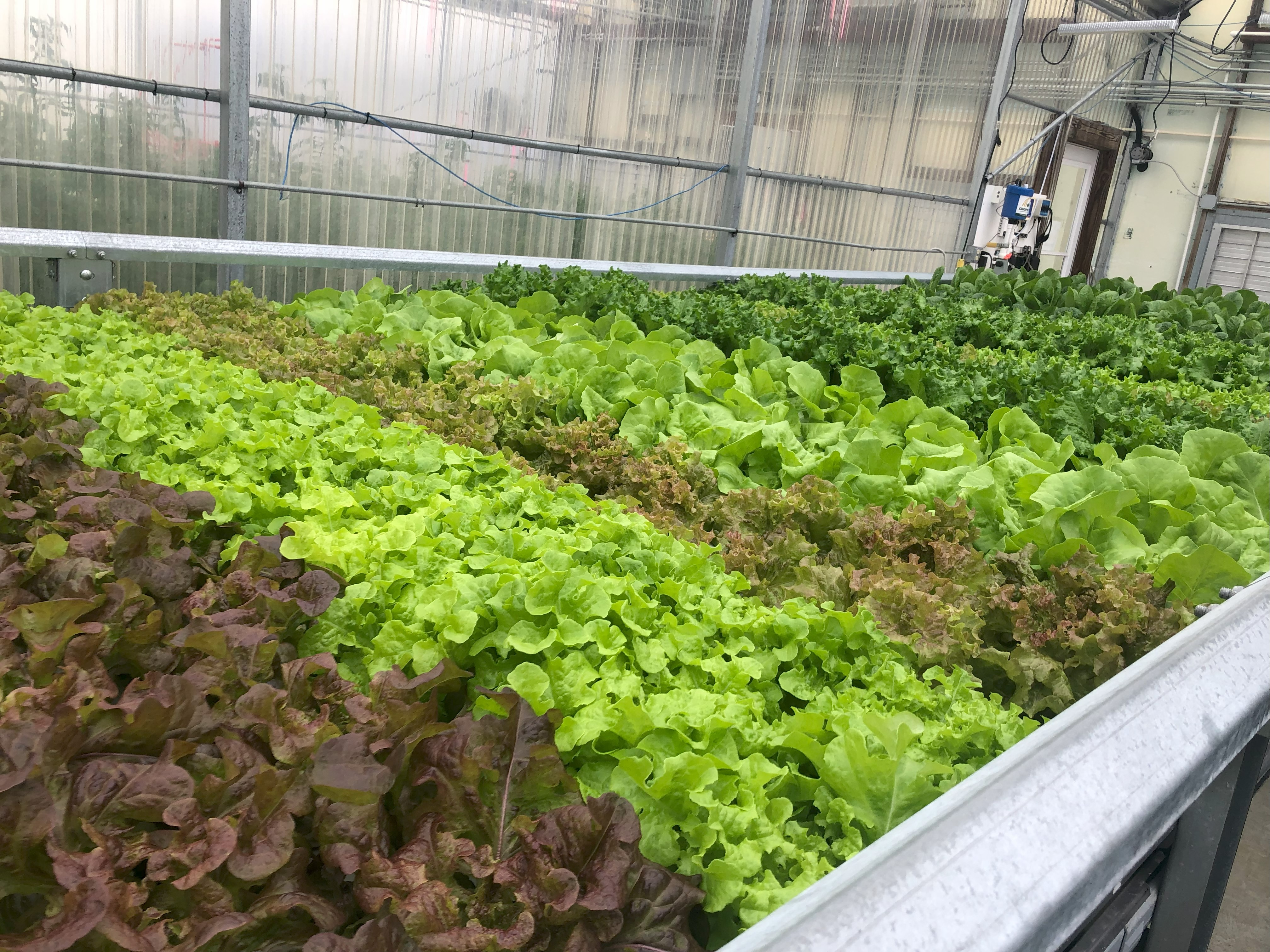 Lettuce growing in greenhouse
