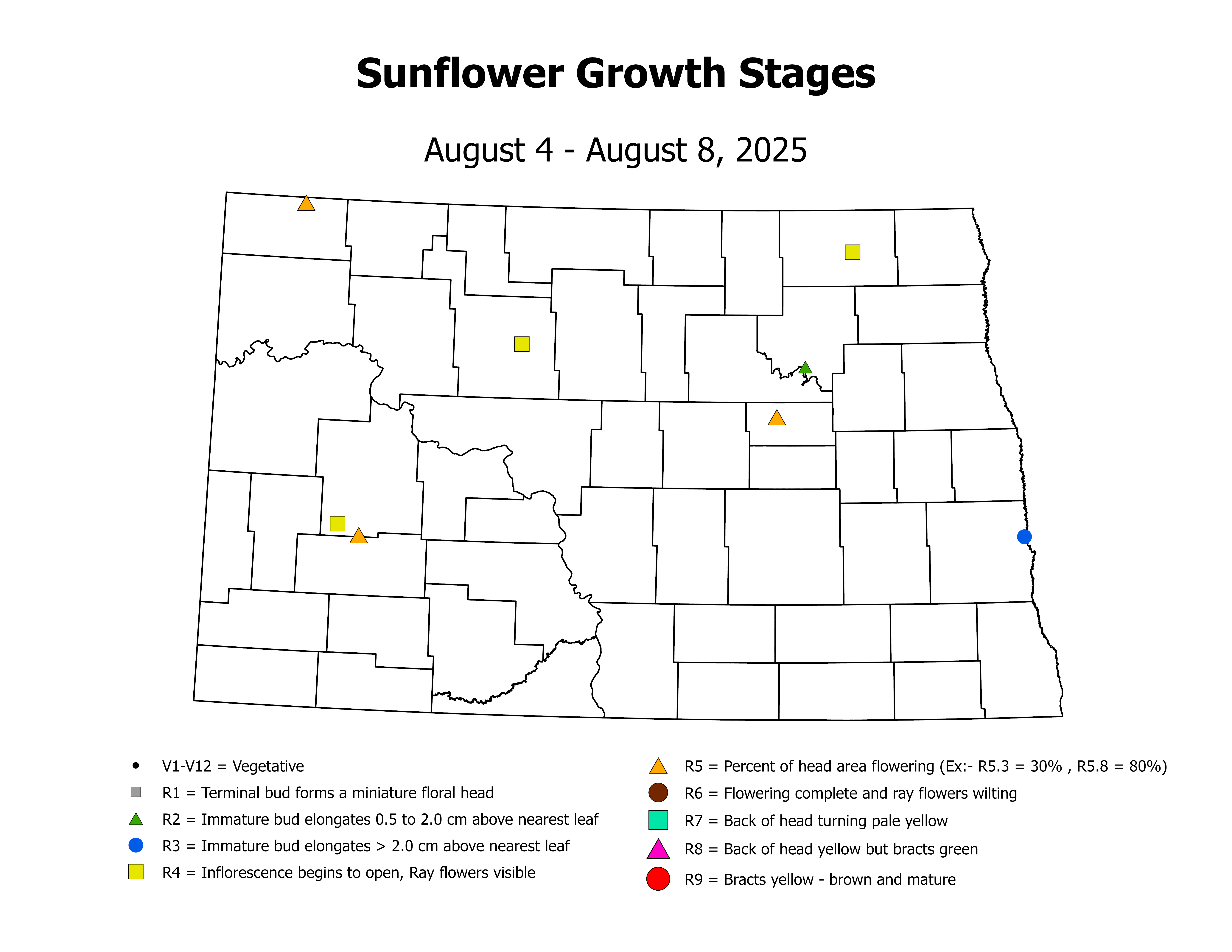 sunflowerInsectTrap_CropStage_2025August4ToAugust8