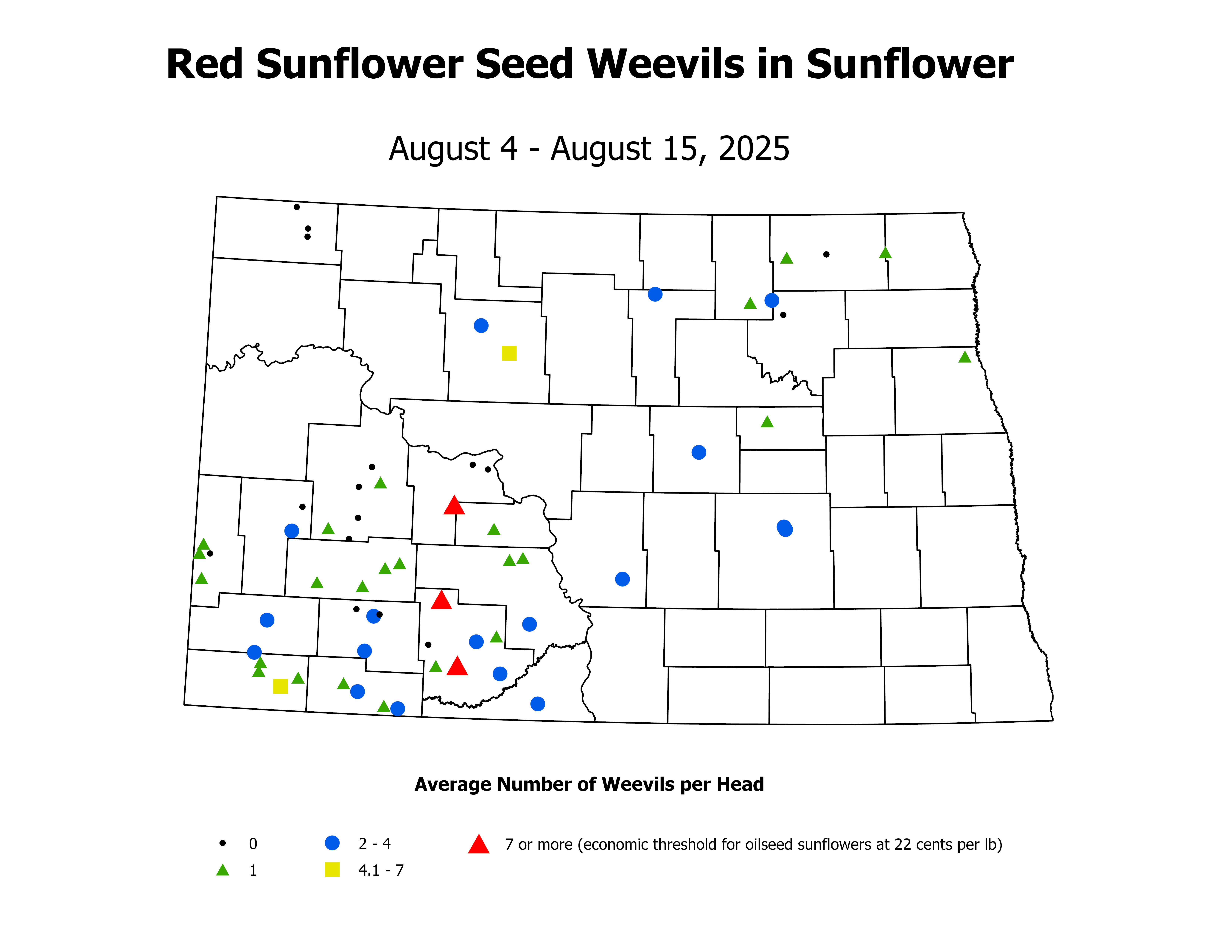 sunflower_RSW_Head_2025August4ToAugust15