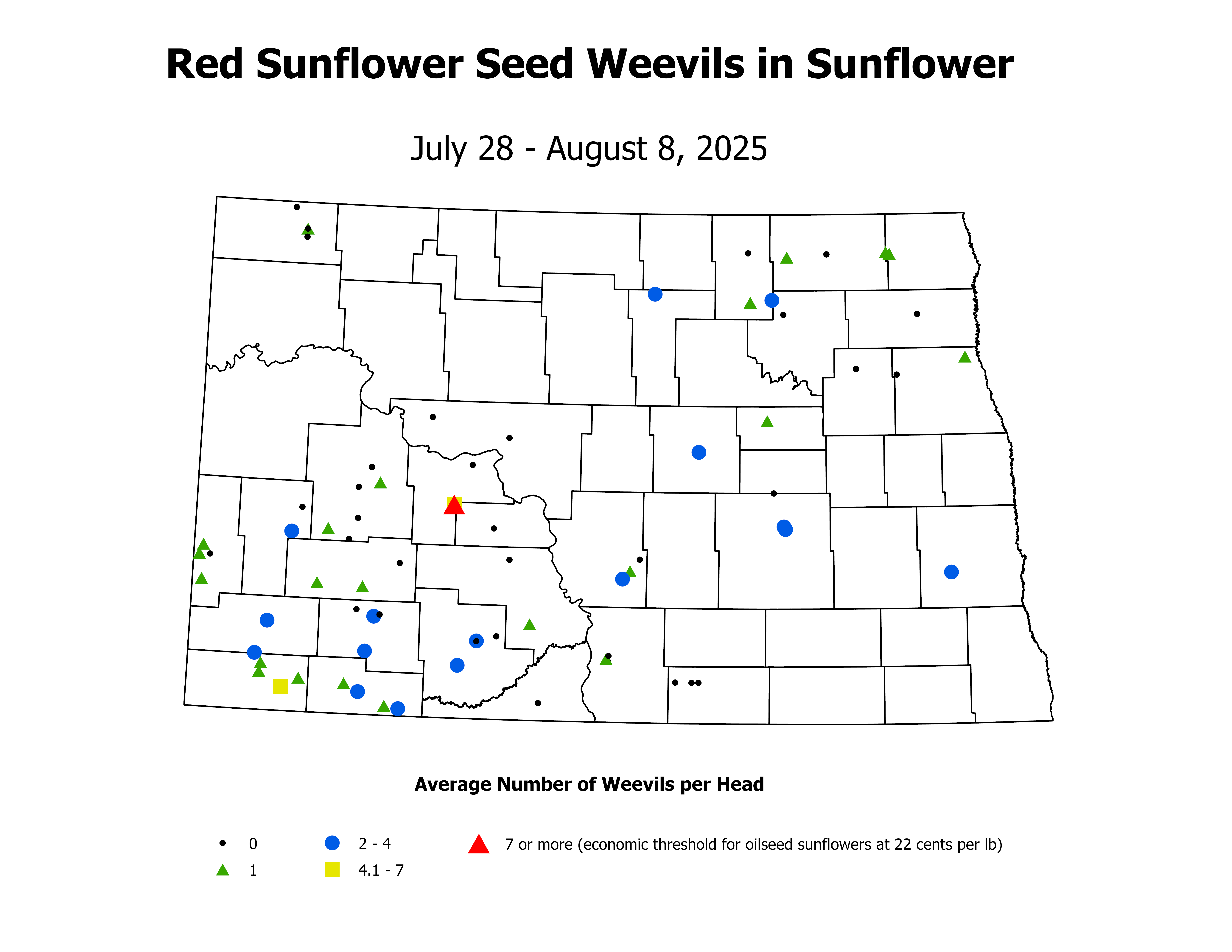 sunflower_RSW_Head_2025July28ToAugust8