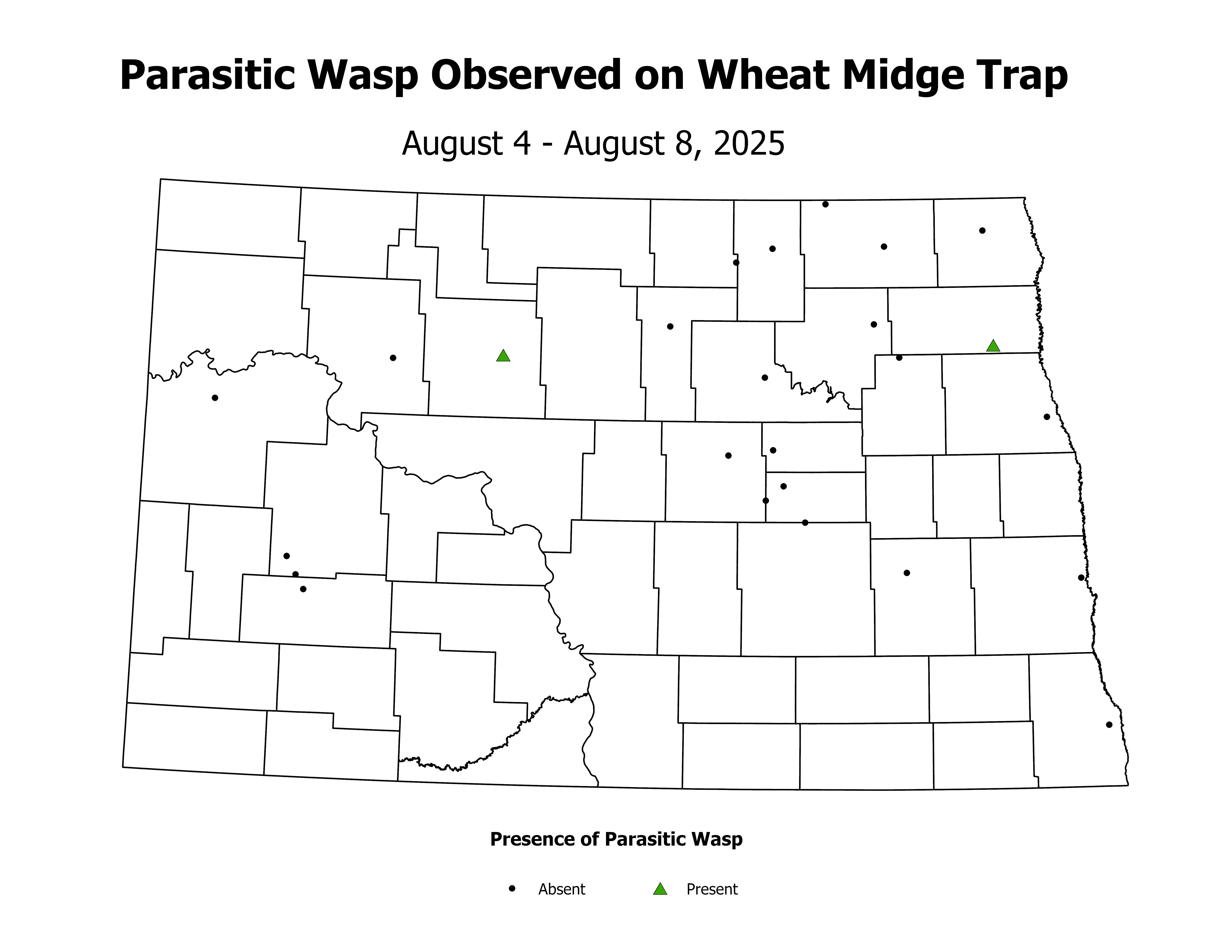 wheatInsectTrap_PARA_PRES_2025August4ToAugust8