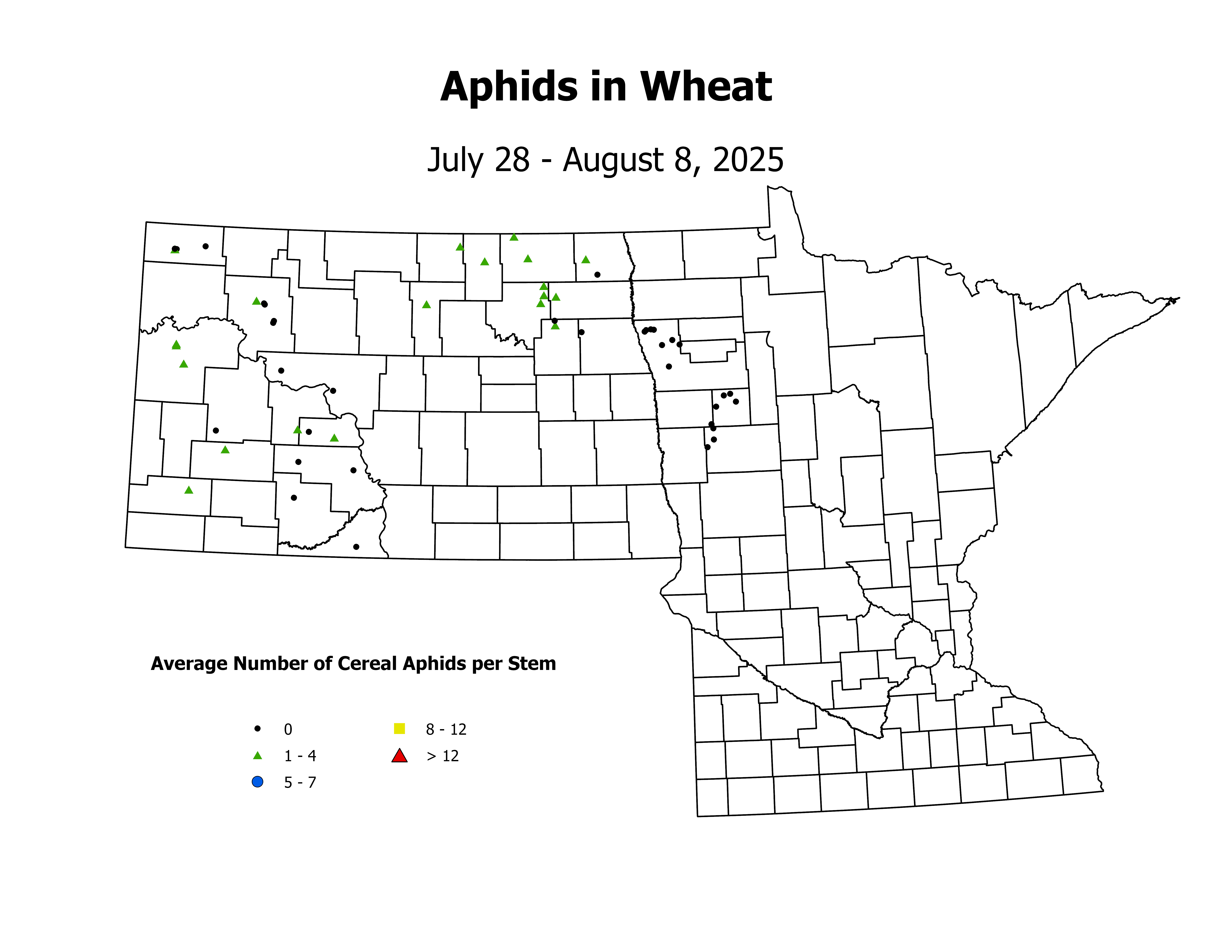 wheat_Aph_Stem_2025July28ToAugust8