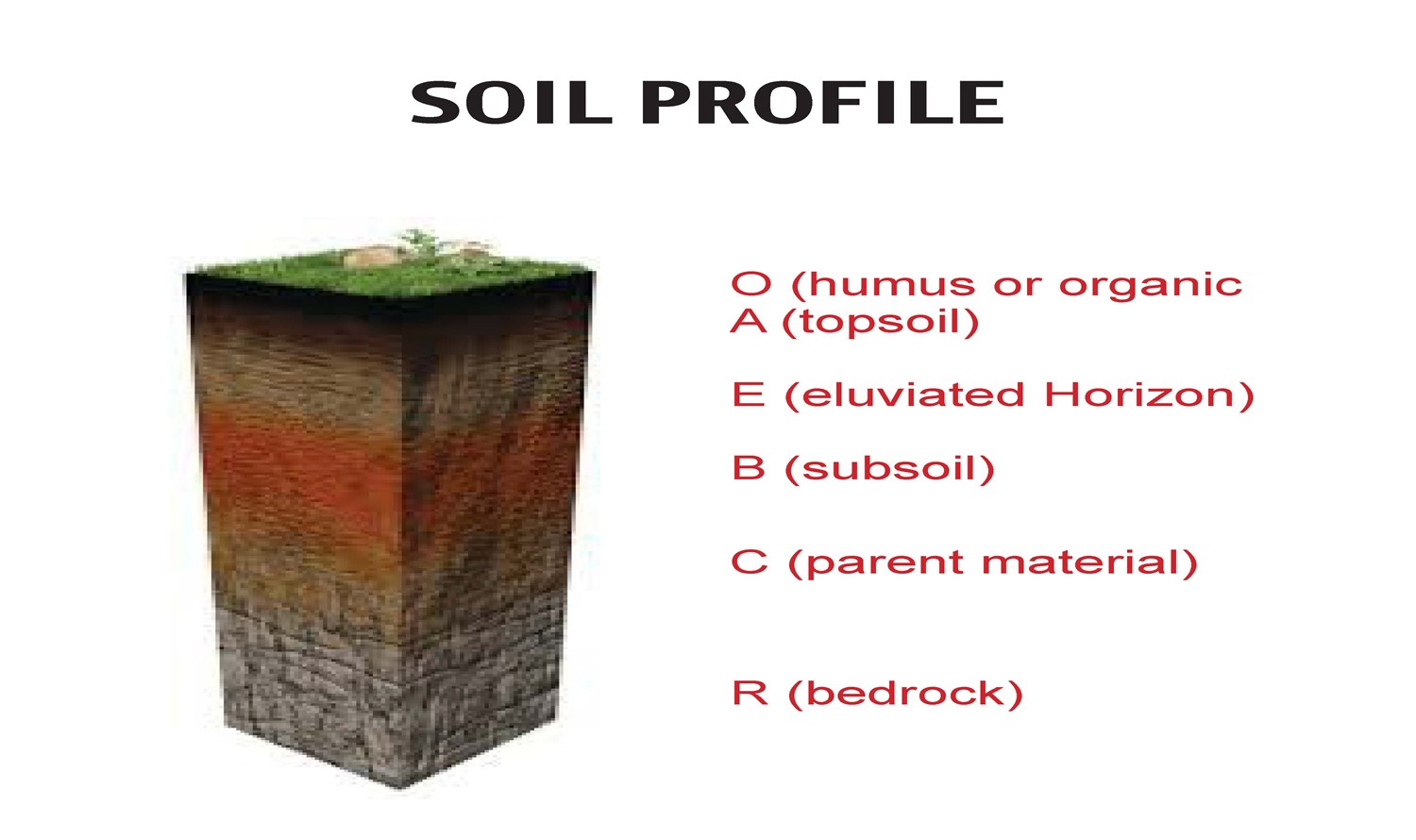 A soil profile showing typical soil layers or horizons that may or may not be present in all soils. 