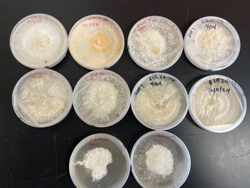 Cultures obtained from infected soybean samples exhibiting interveinal chlorosis in the treatment plots.