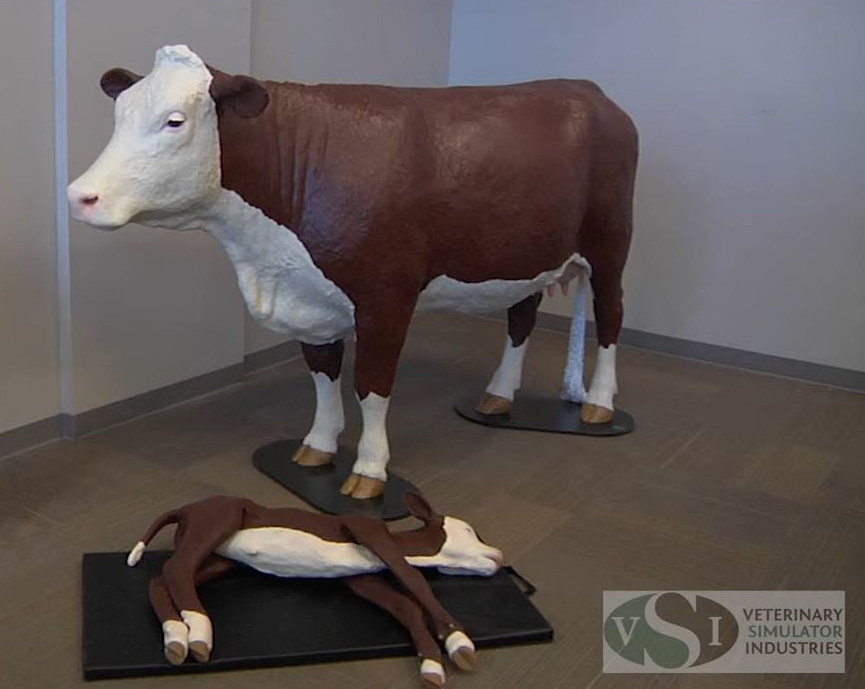 Cow-and-Calf Model