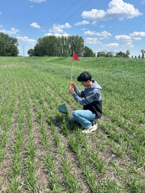 Hessian fly pheromone trap set in a wheat field by IPM trapper.