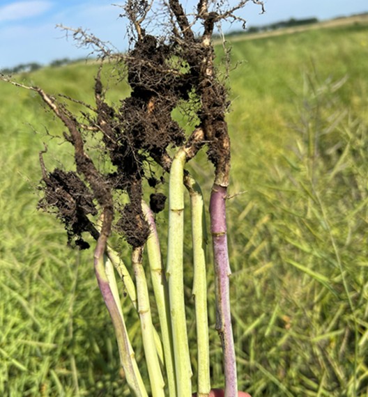 Incidence of purple stem in the research trial at the Langdon Research Extension Center