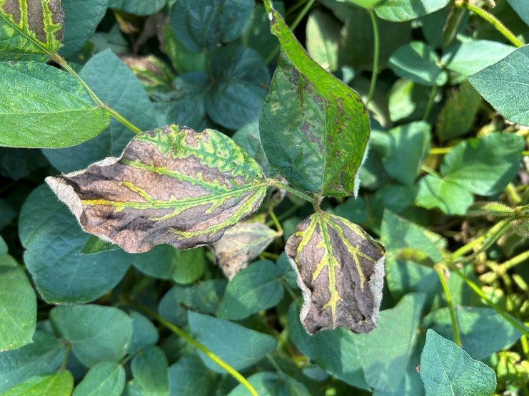 Leaves of soybean plants exhibiting interveinal chlorosis in the treatment plots.
