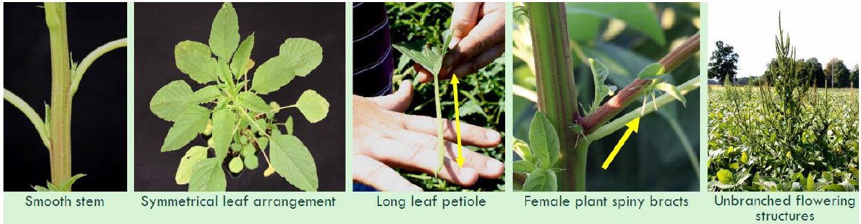 Five images showing five palmer amaranth characteristics for identification. Smooth stem, symmetrical leaf arrangement, long leaf petiole (longer than leaf), female plant spiny bracts and unbranched flower structures.