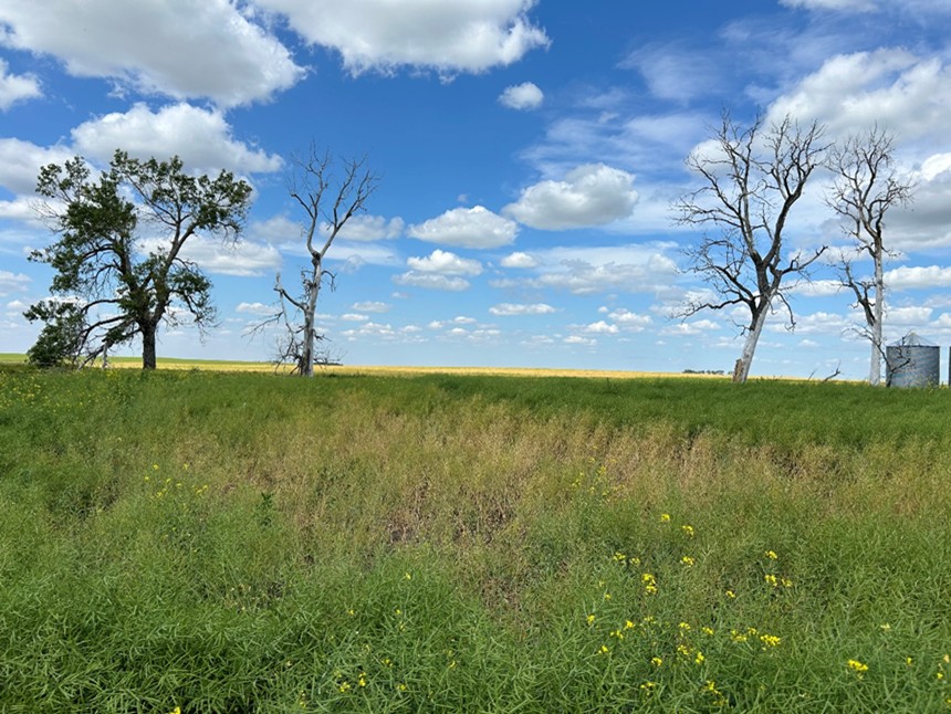 Patch of clubroot infections in a canola field planted with a clubroot resistant variety.