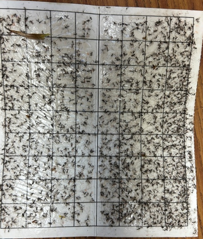 Pheromone trap sticky bottom with Hessian flies.