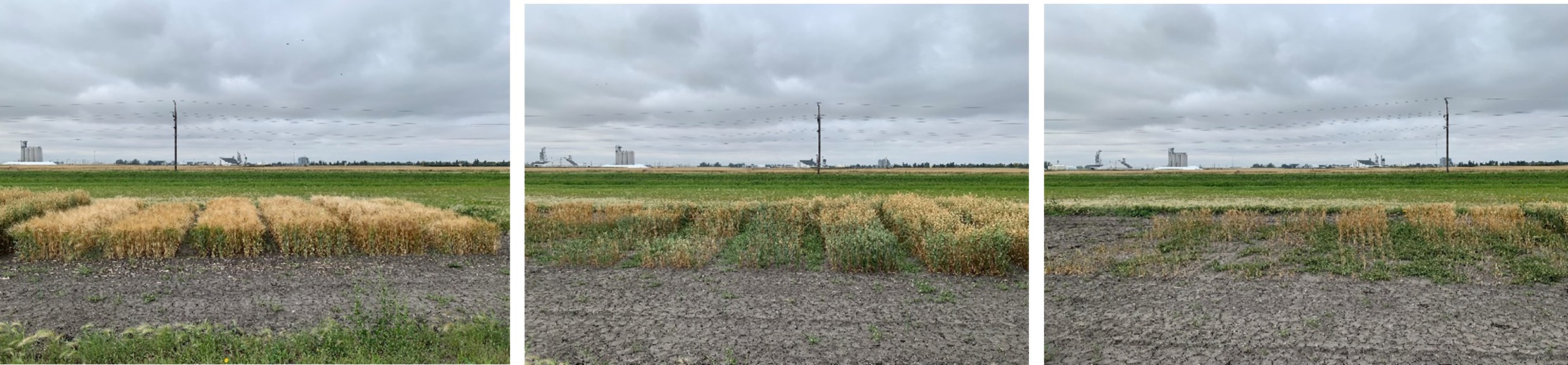 Picture 10-12. Barley (left), oat (middle) and spring wheat (right) varieties growing in Level 3 on September 2, 2025.